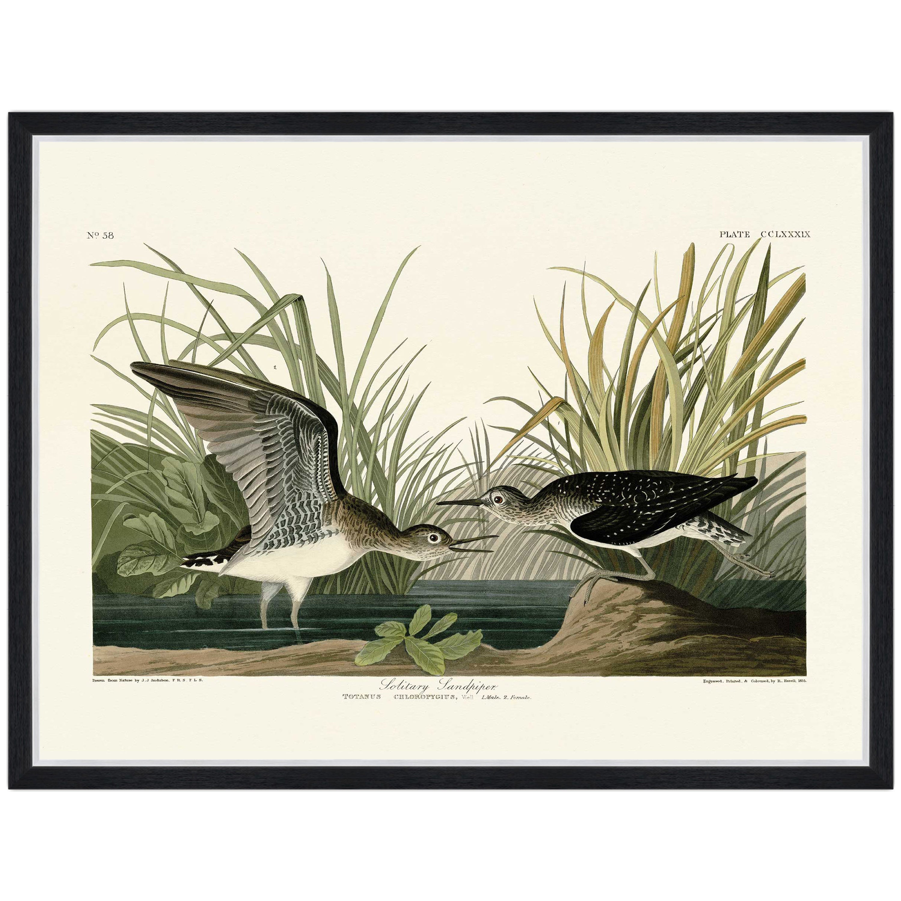 Solitary Sandpiper