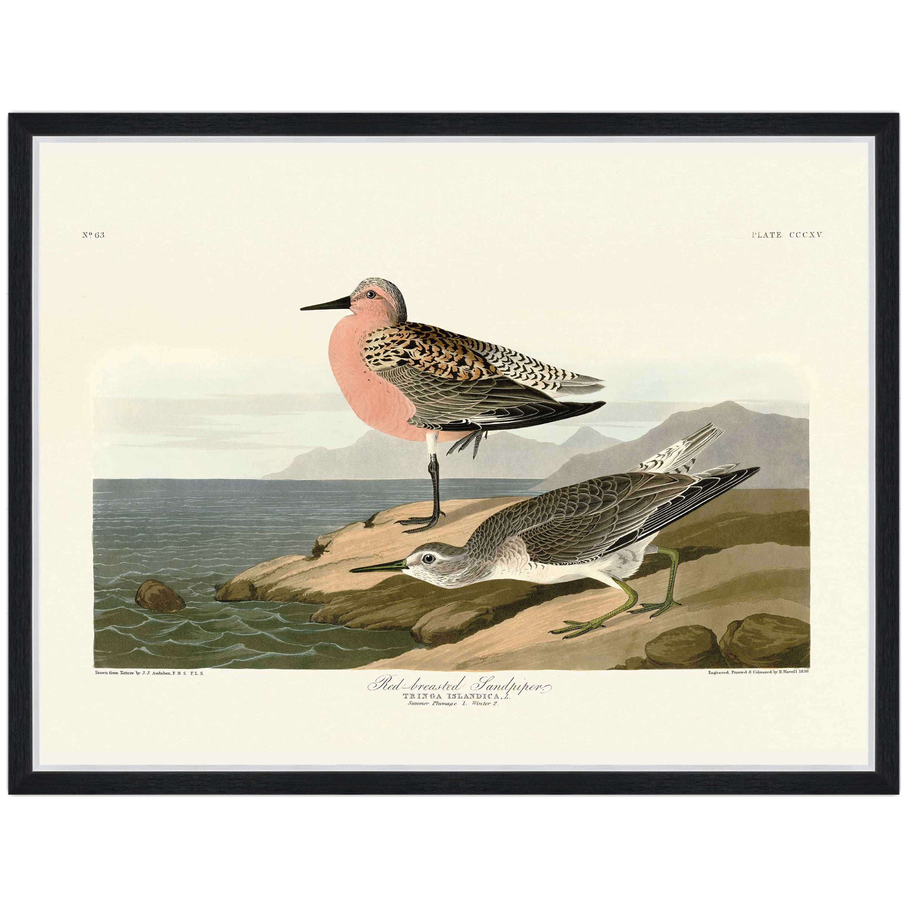Red-breasted Sandpiper