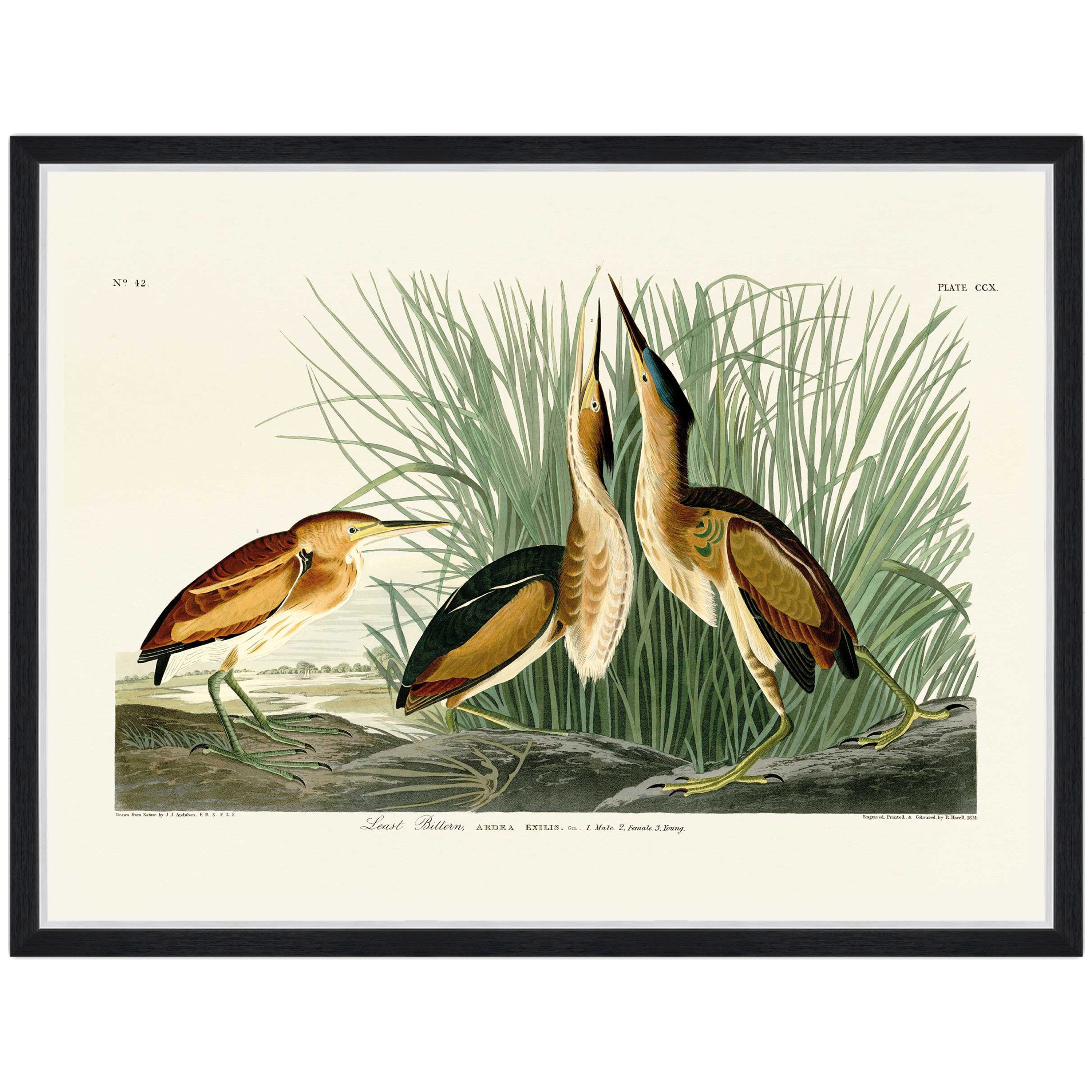 Least Bittern