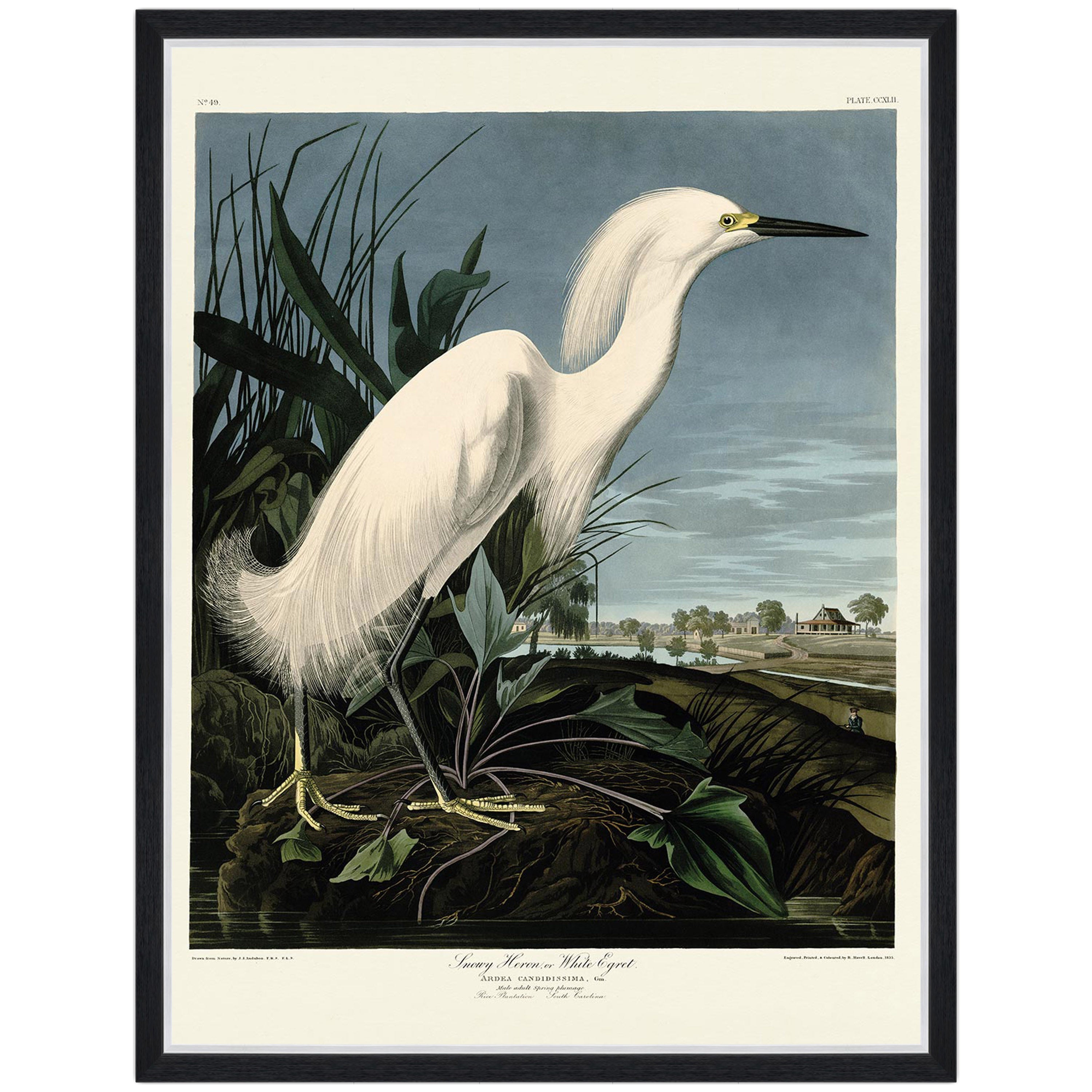 Snowy Heron