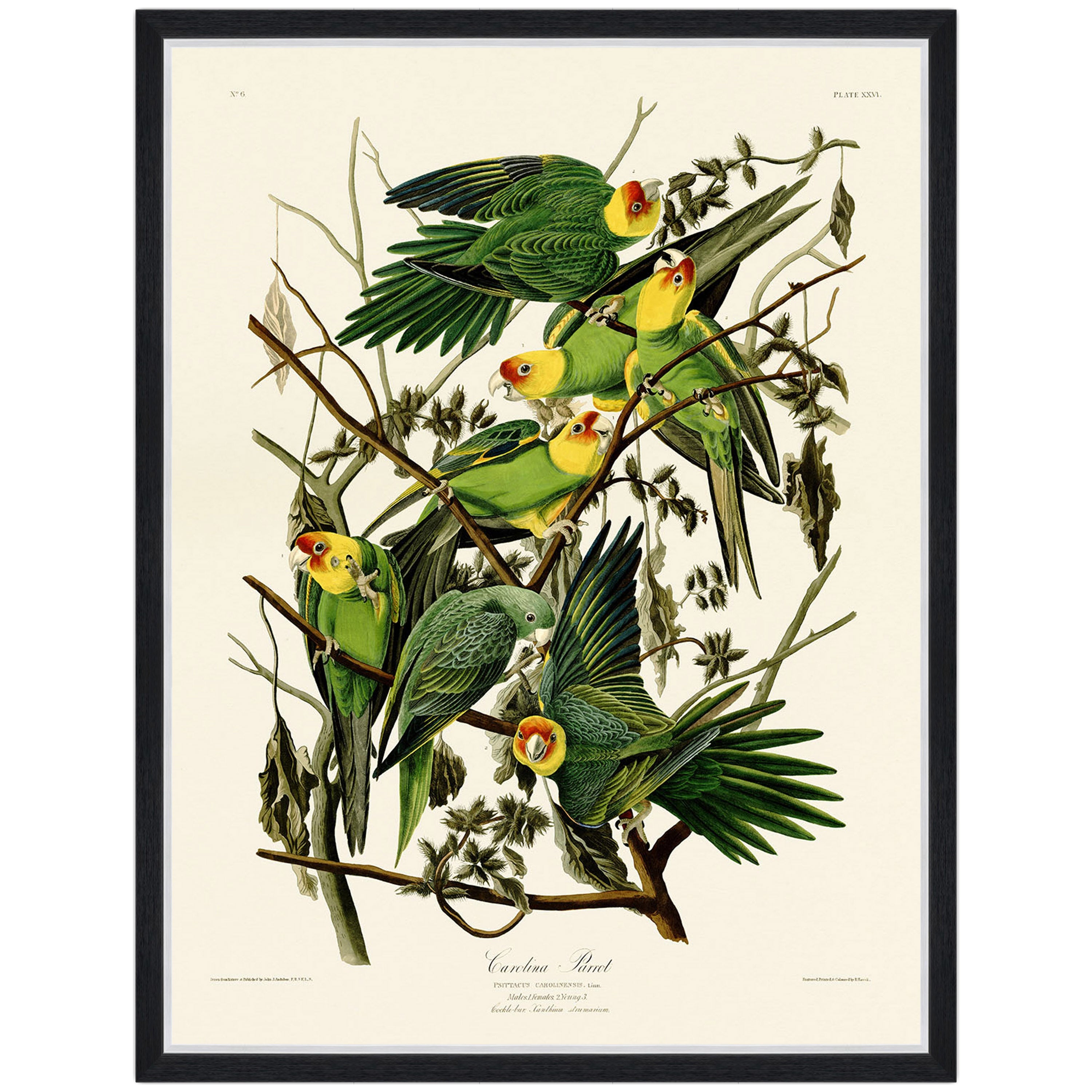 Carolina Parrot