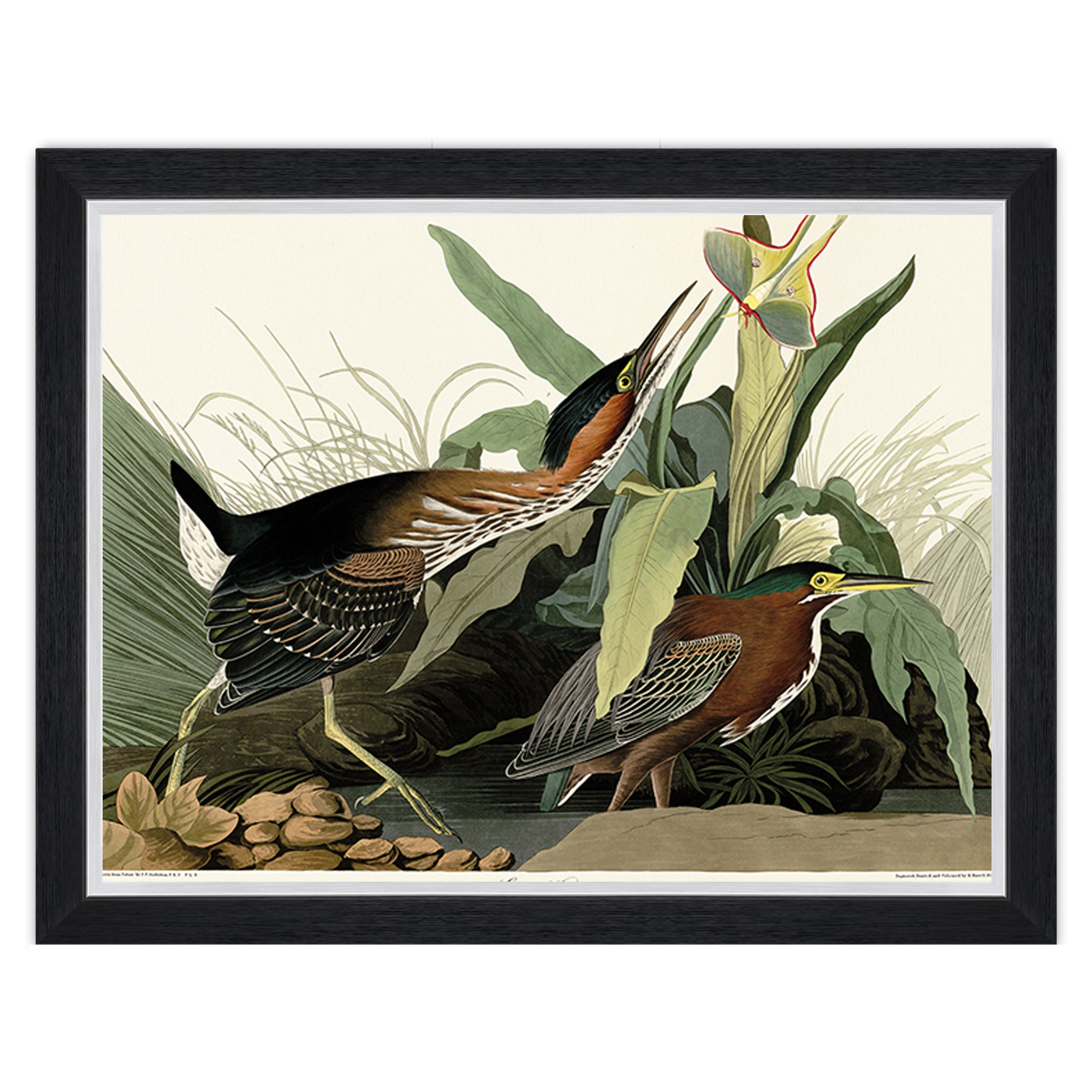 Green Heron