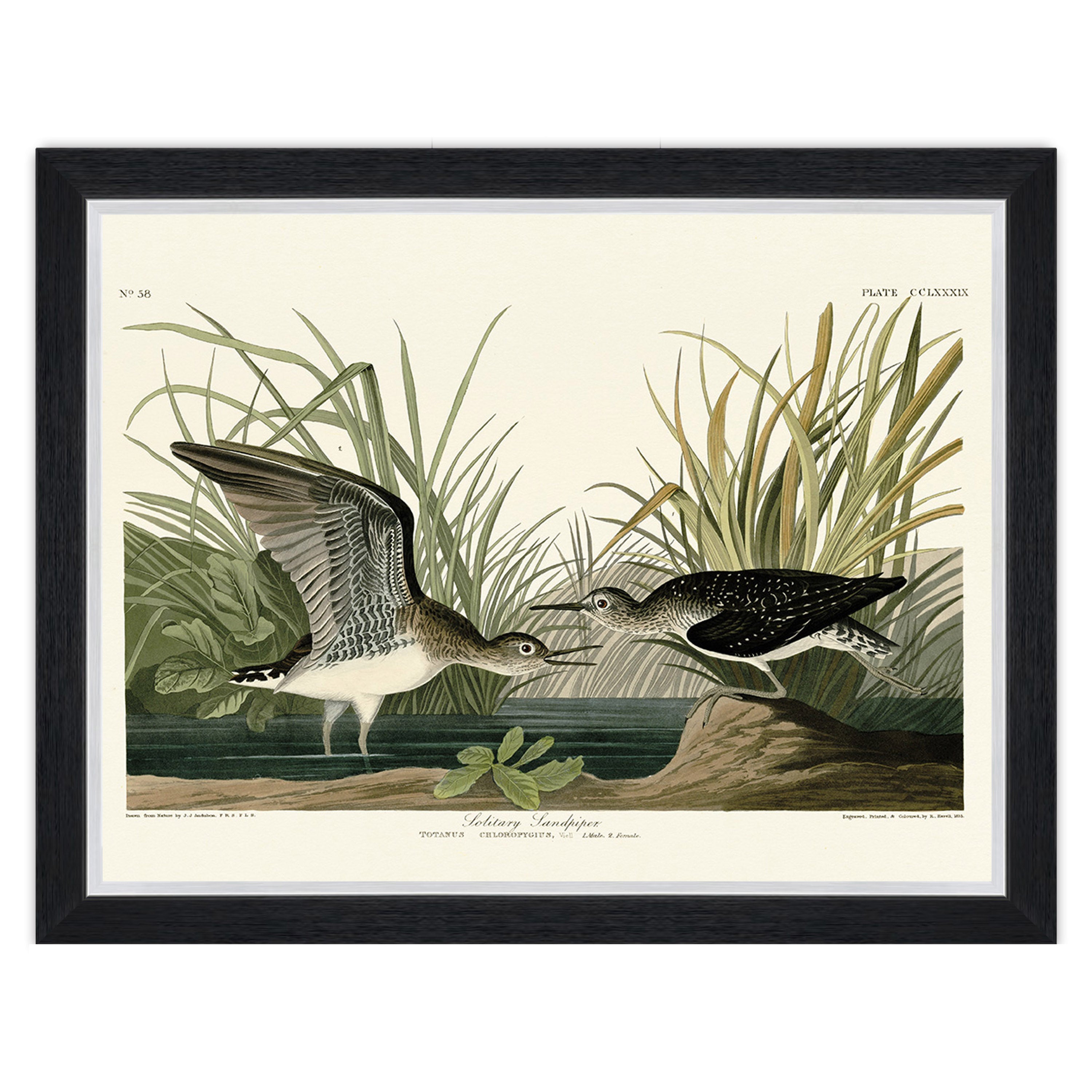 Solitary Sandpiper