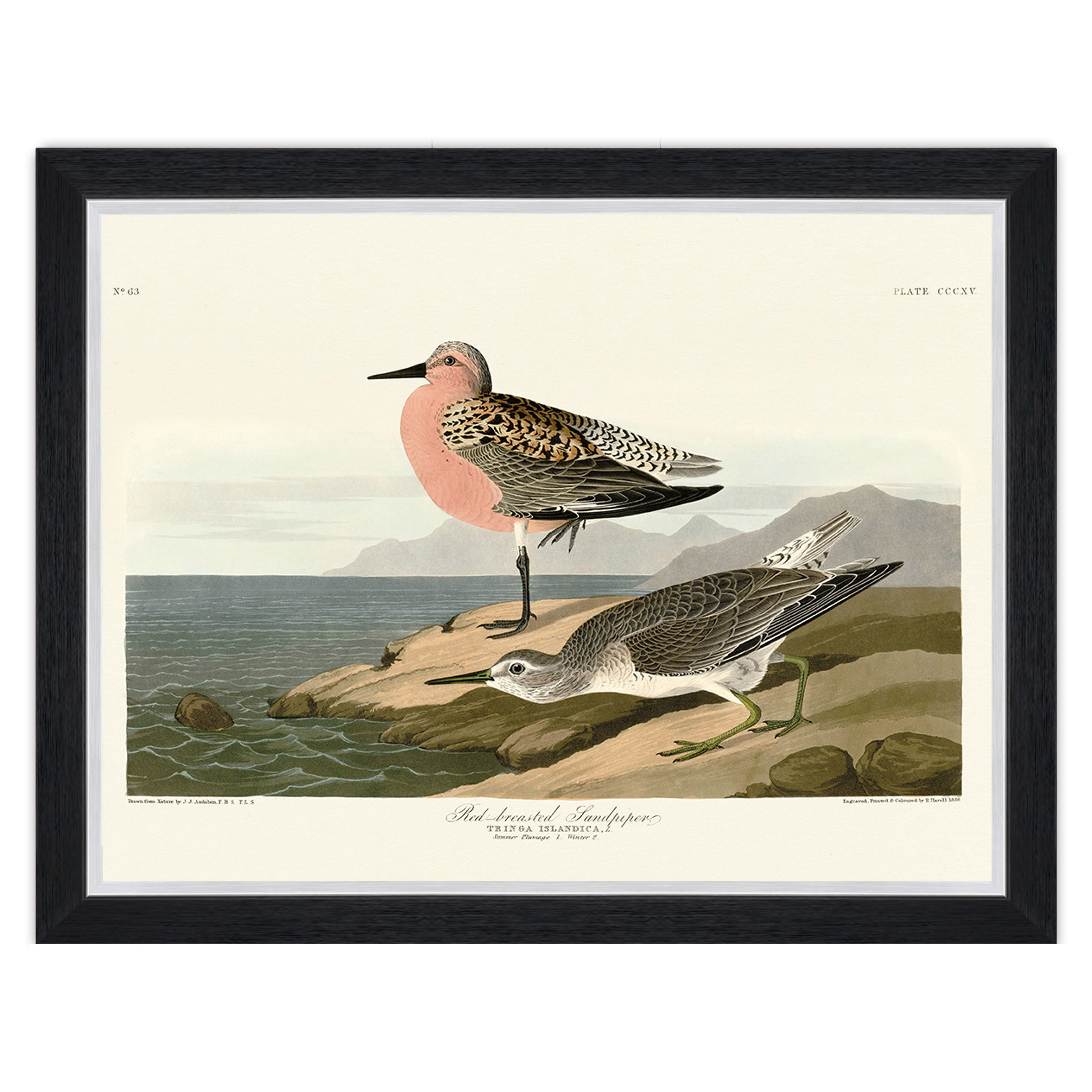 Red-breasted Sandpiper