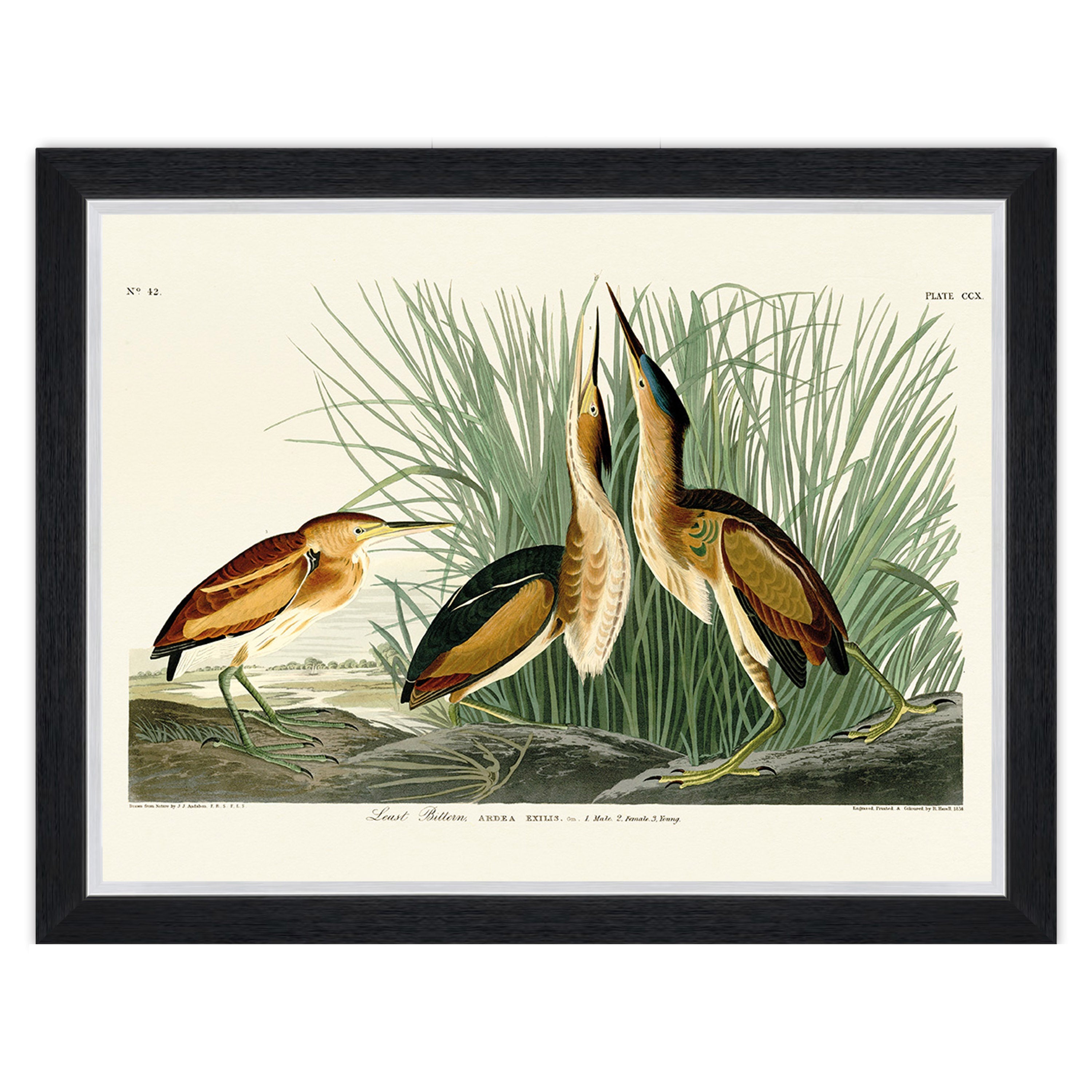 Least Bittern