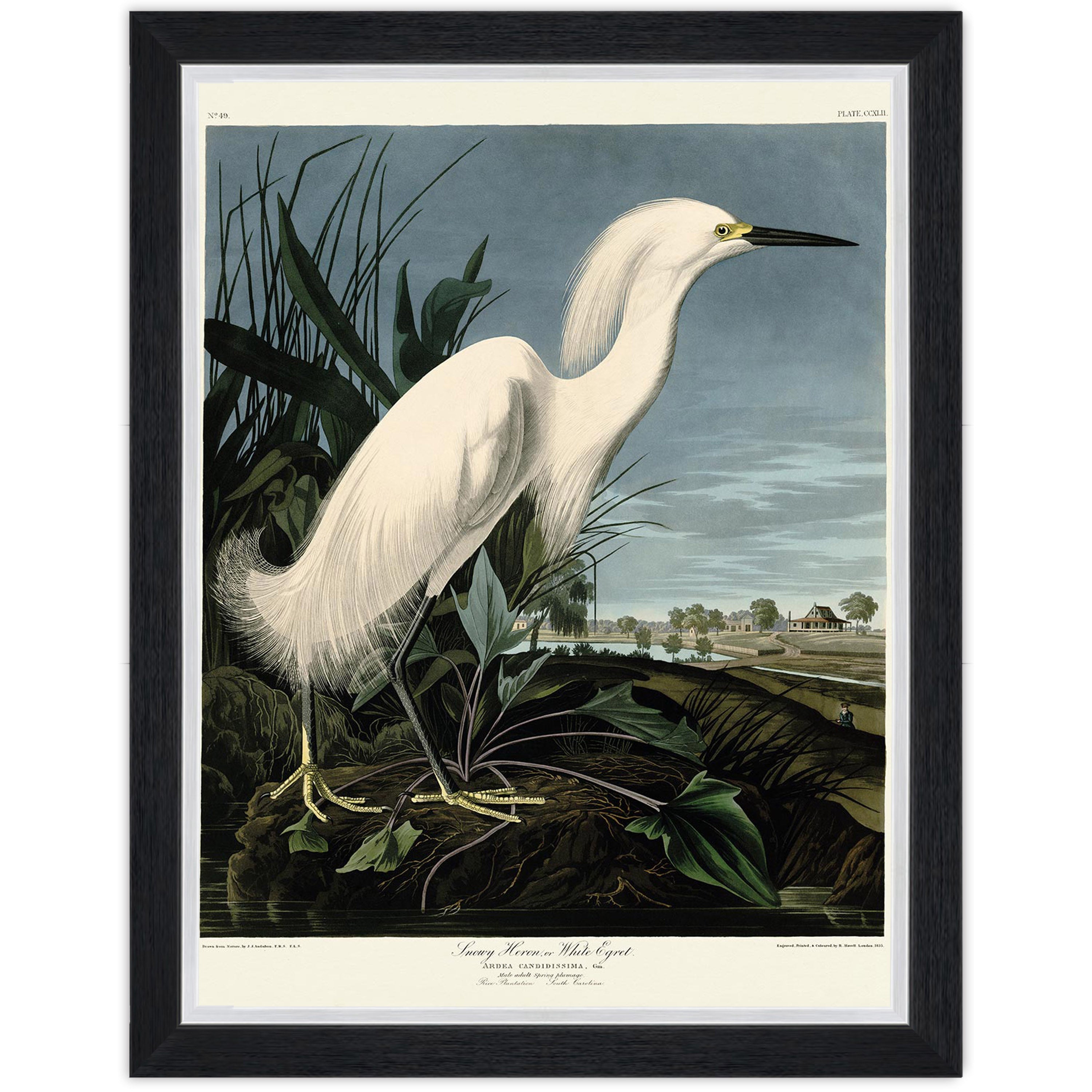 Snowy Heron
