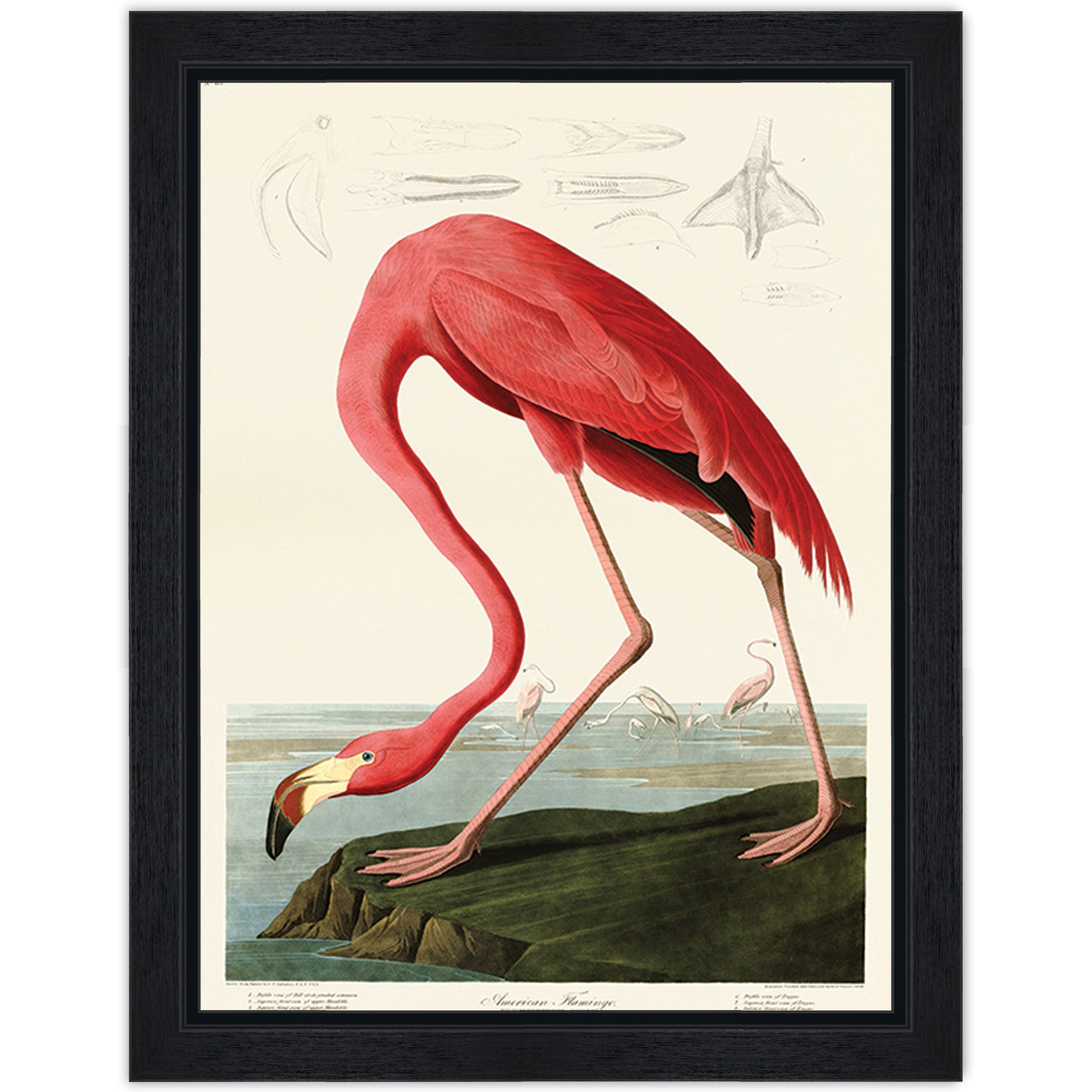 American Flamingo