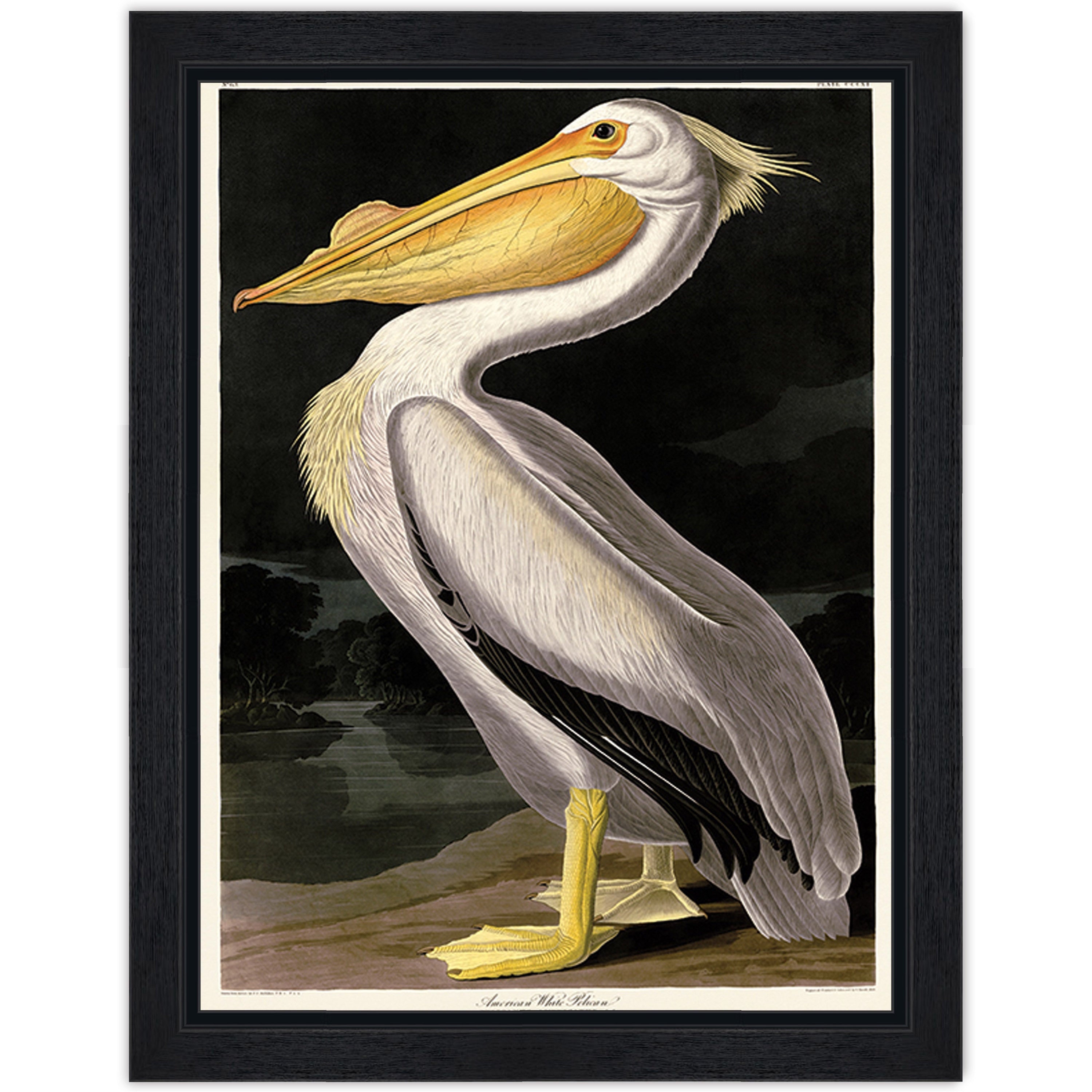 American White Pelican
