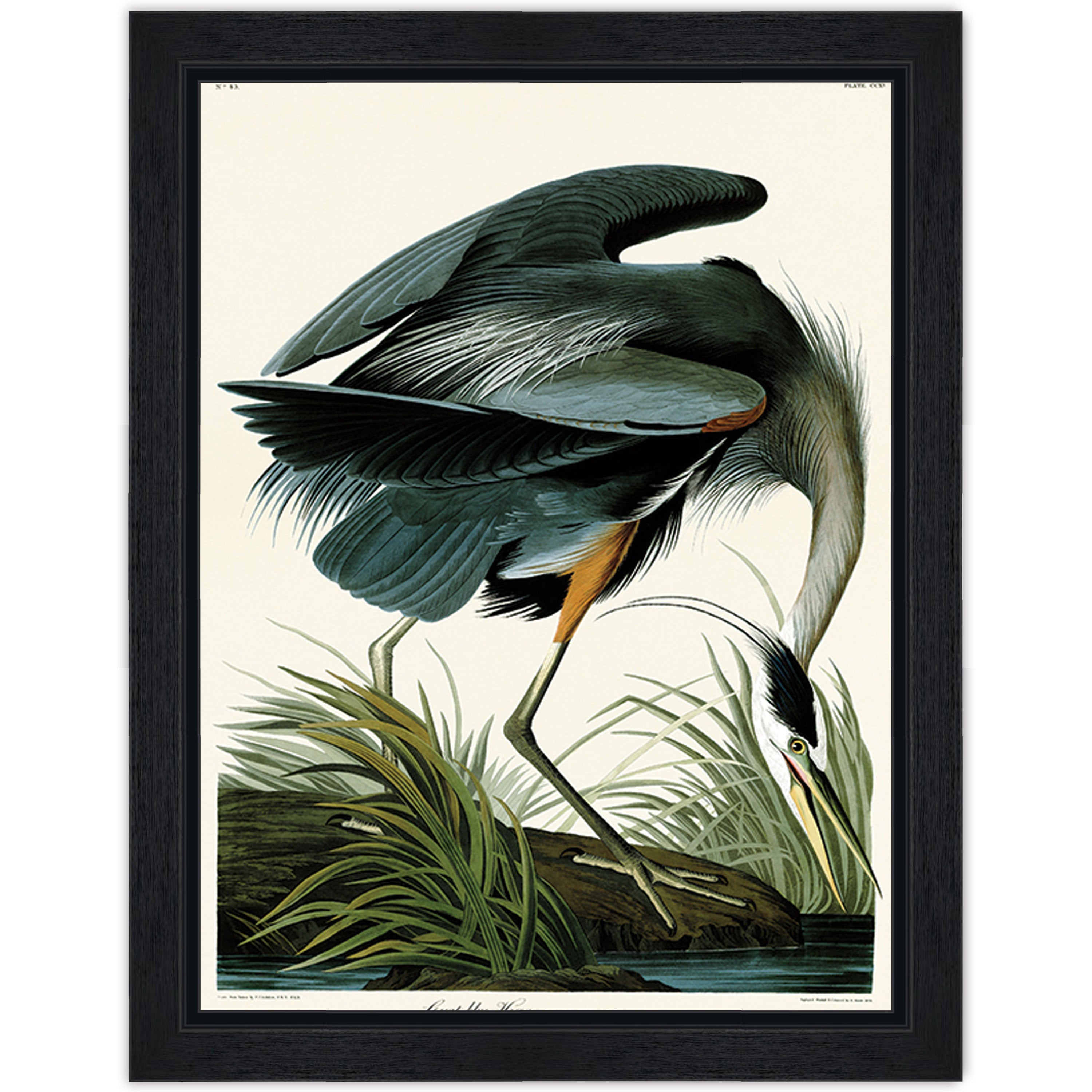 Great Blue Heron