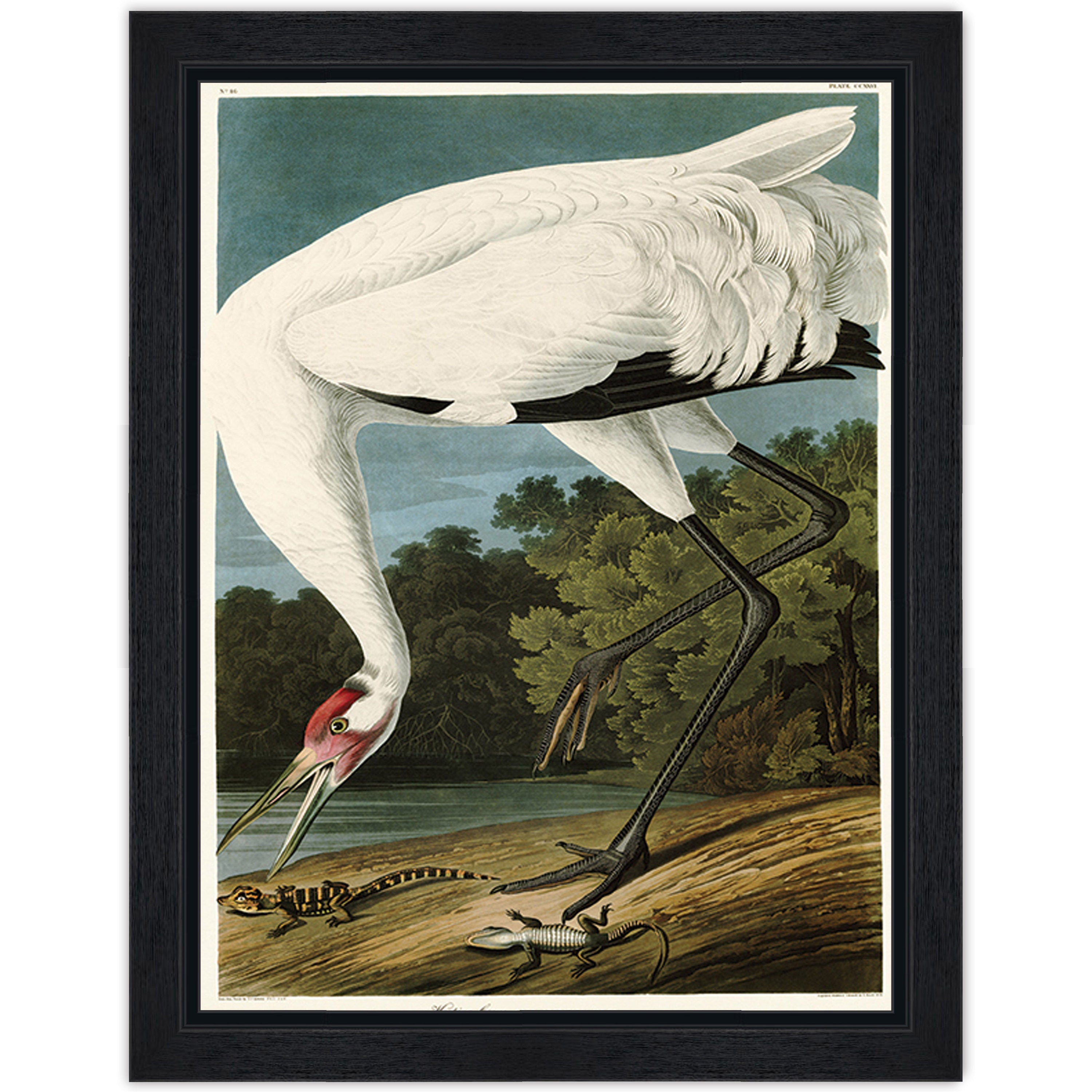 Hooping Crane