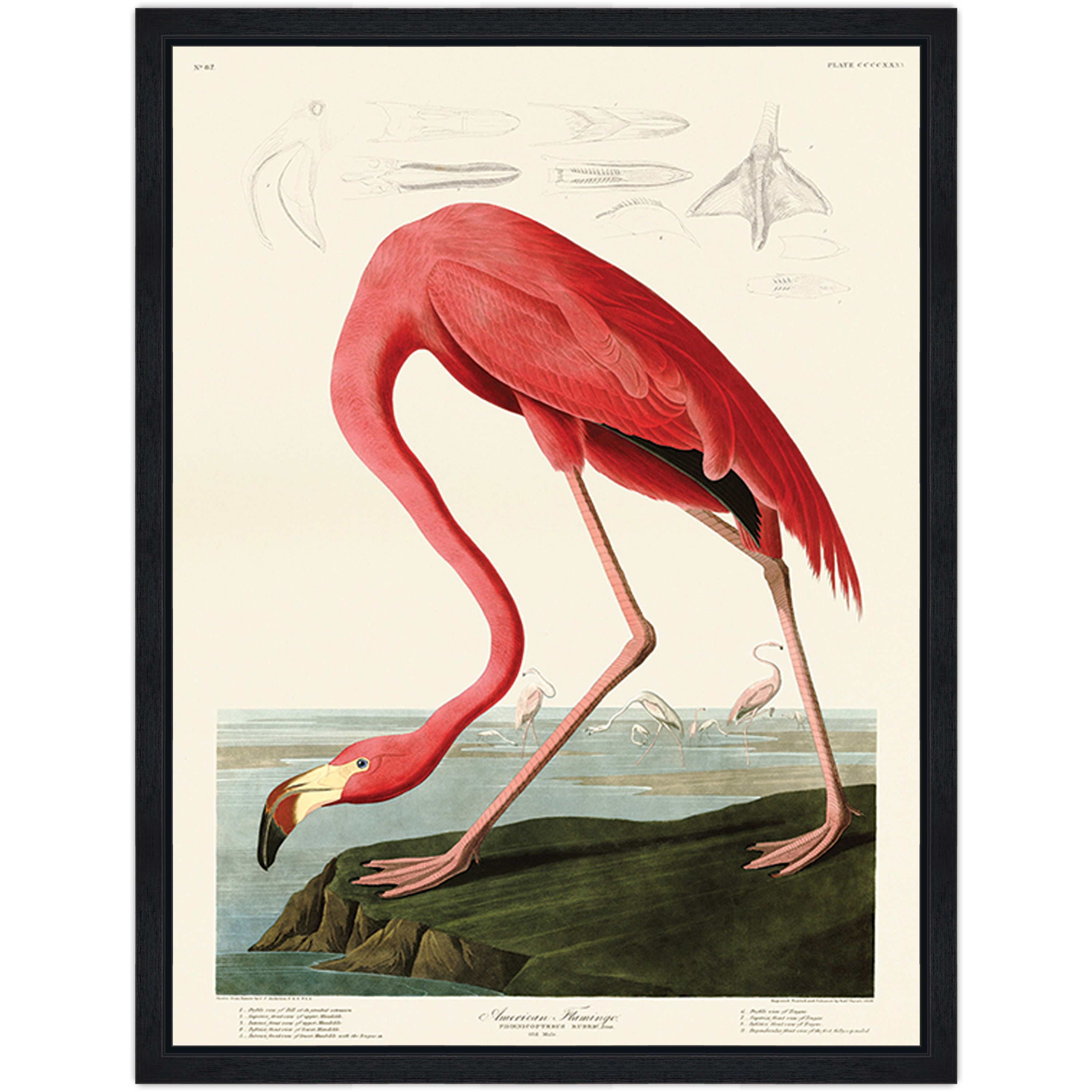 American Flamingo