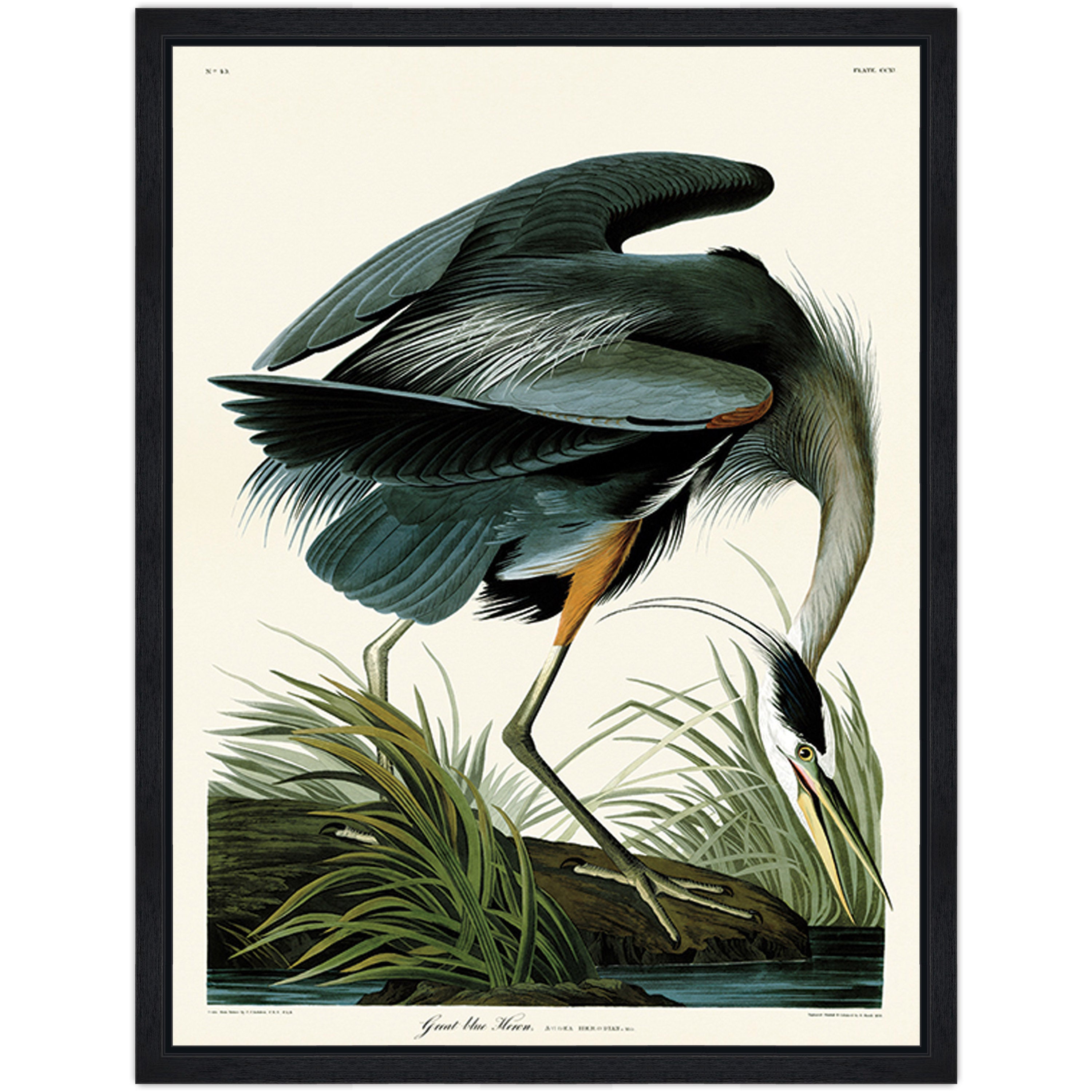 Great Blue Heron