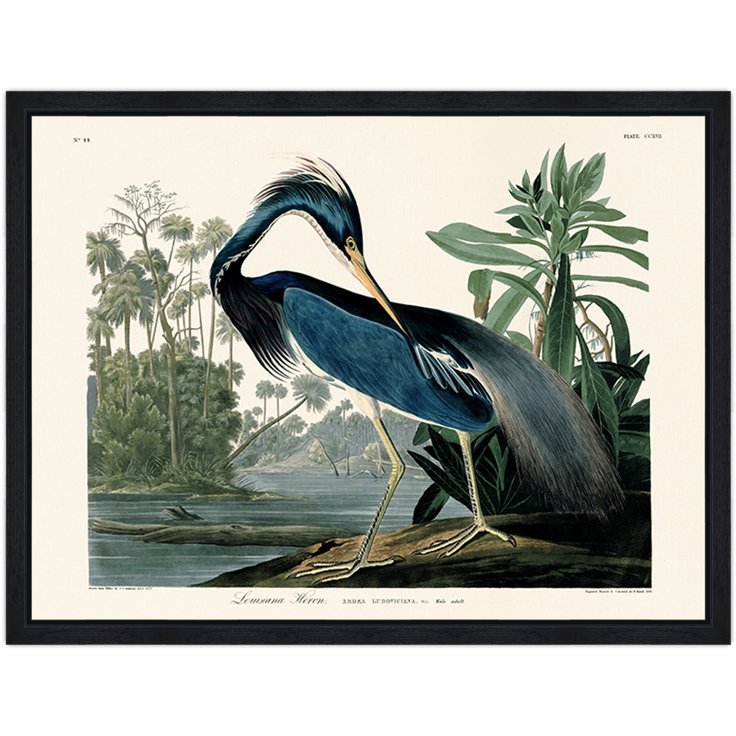 Louisiana Heron