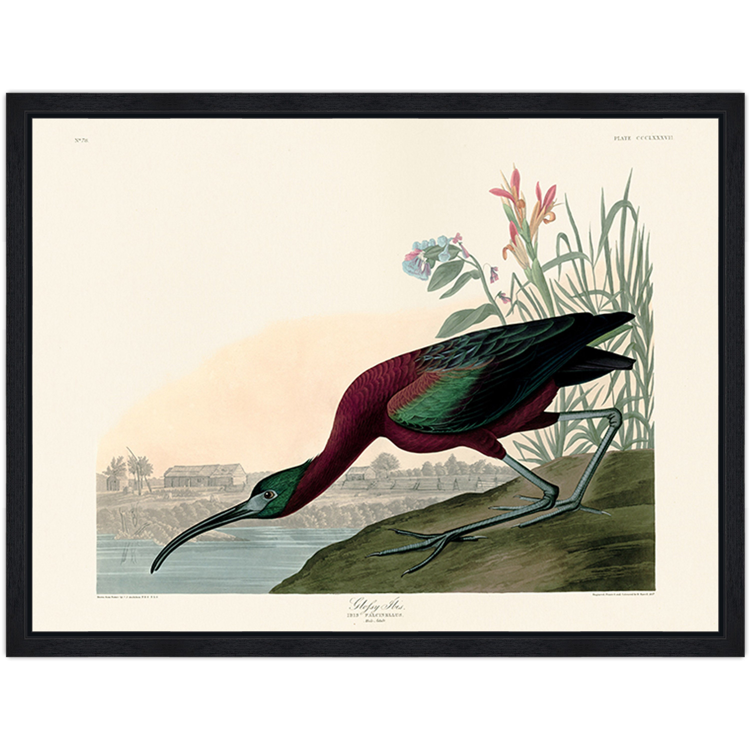 Glossy Ibis