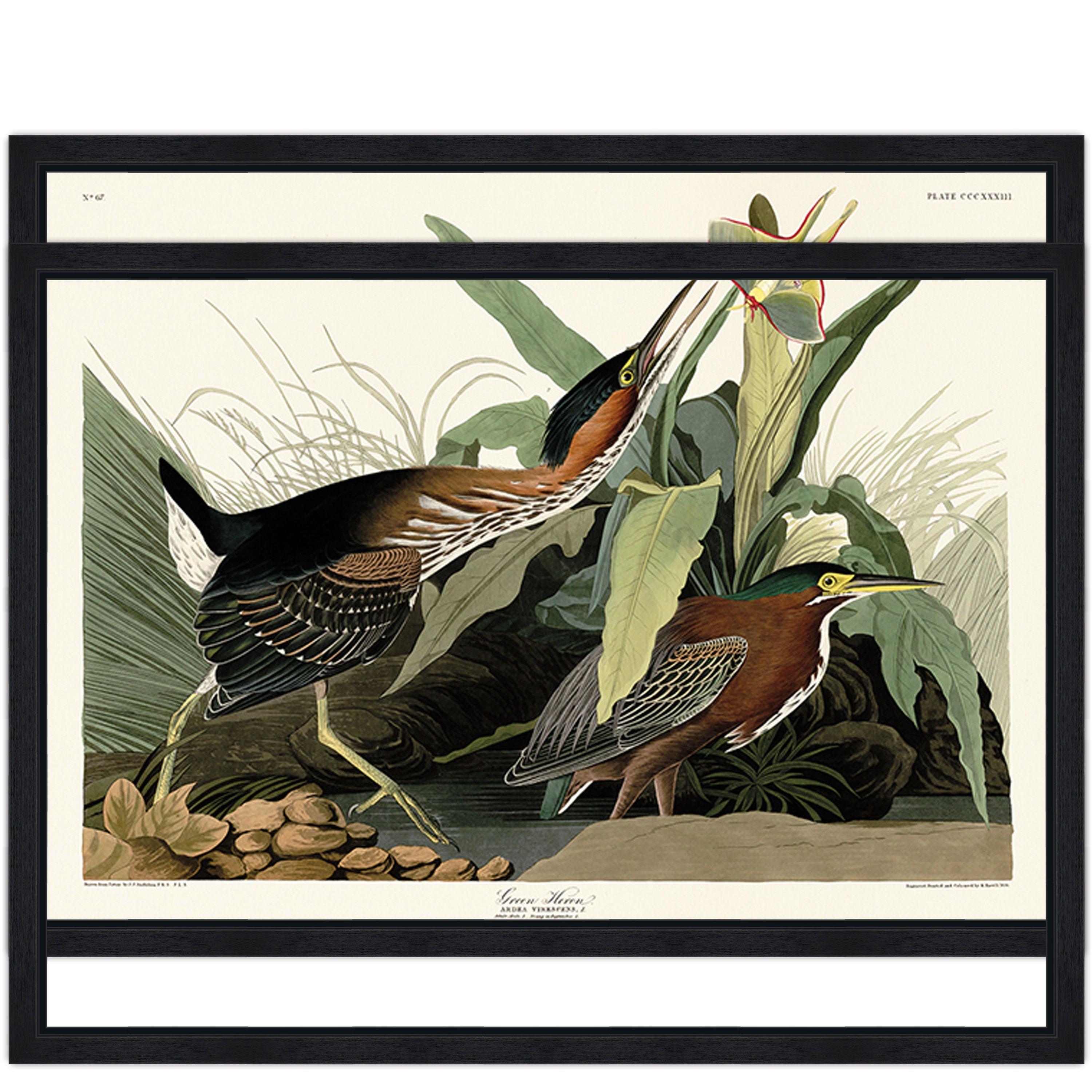 Green Heron