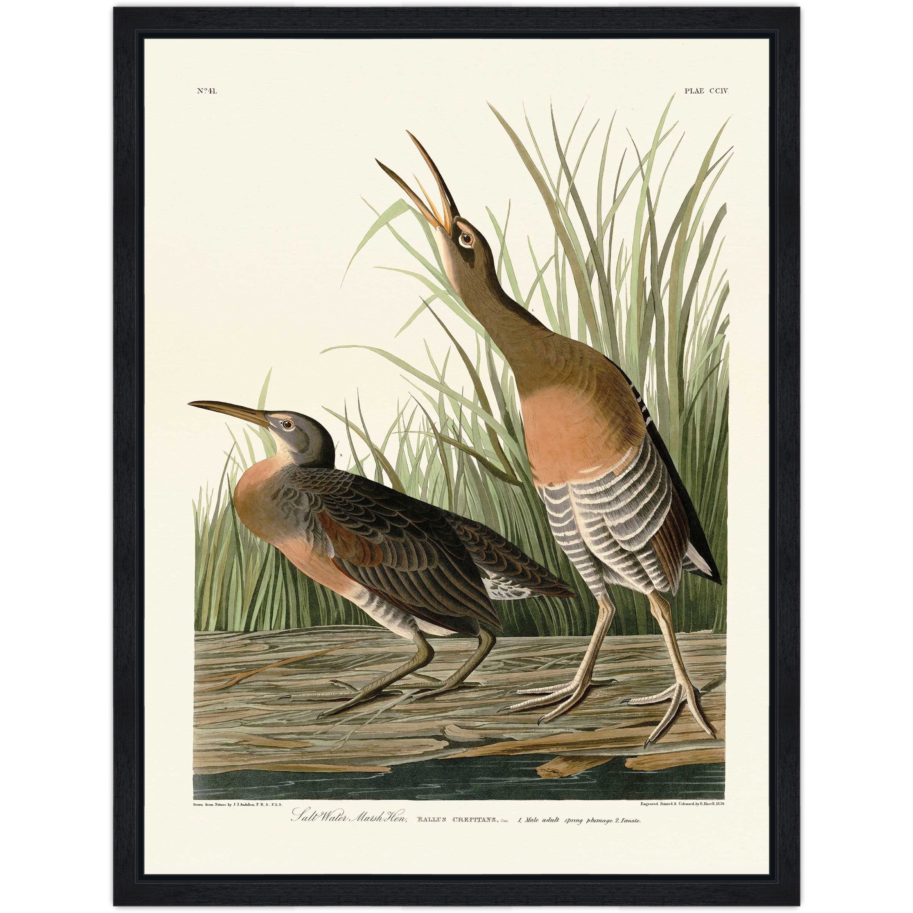 Salt Water Marsh Hen