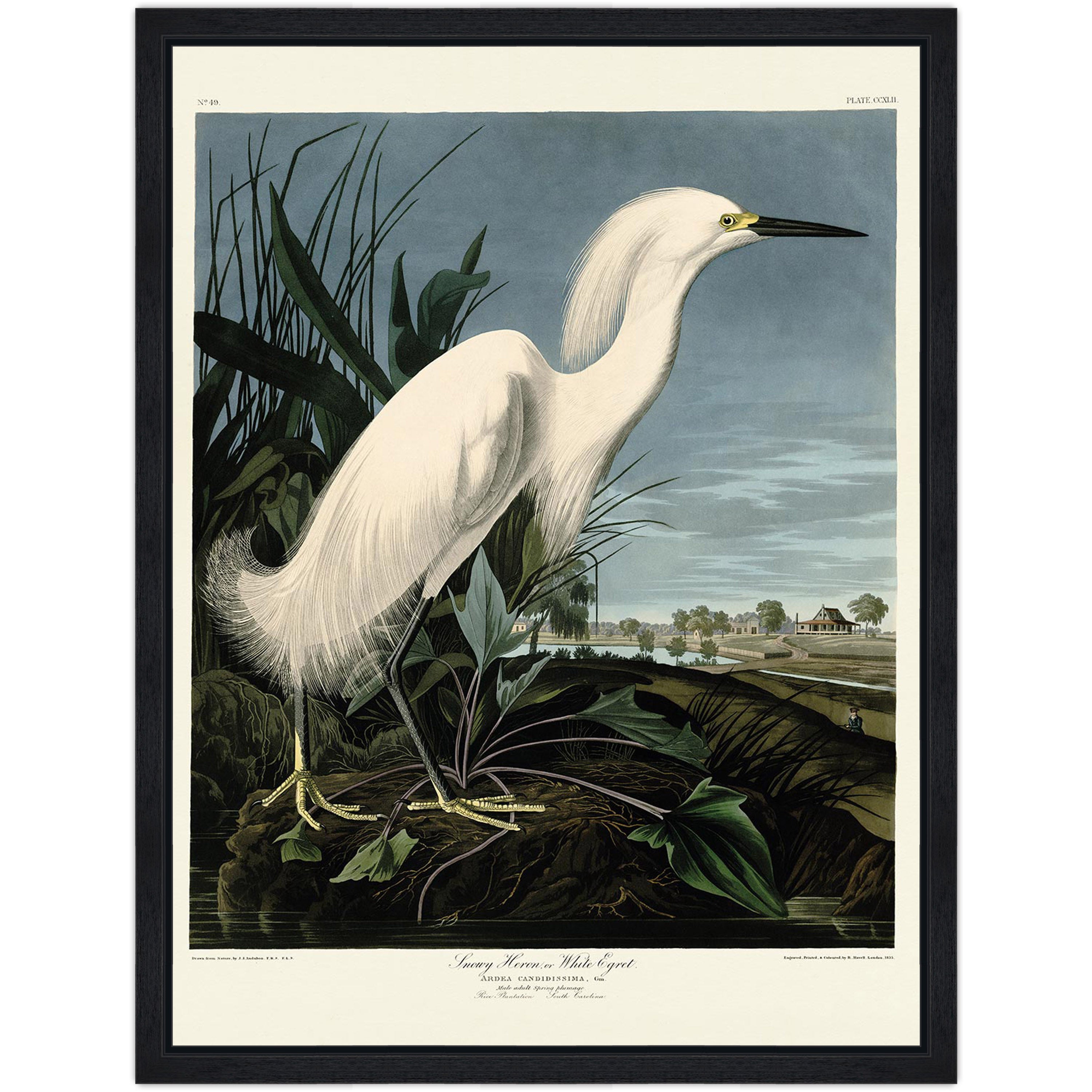 Snowy Heron
