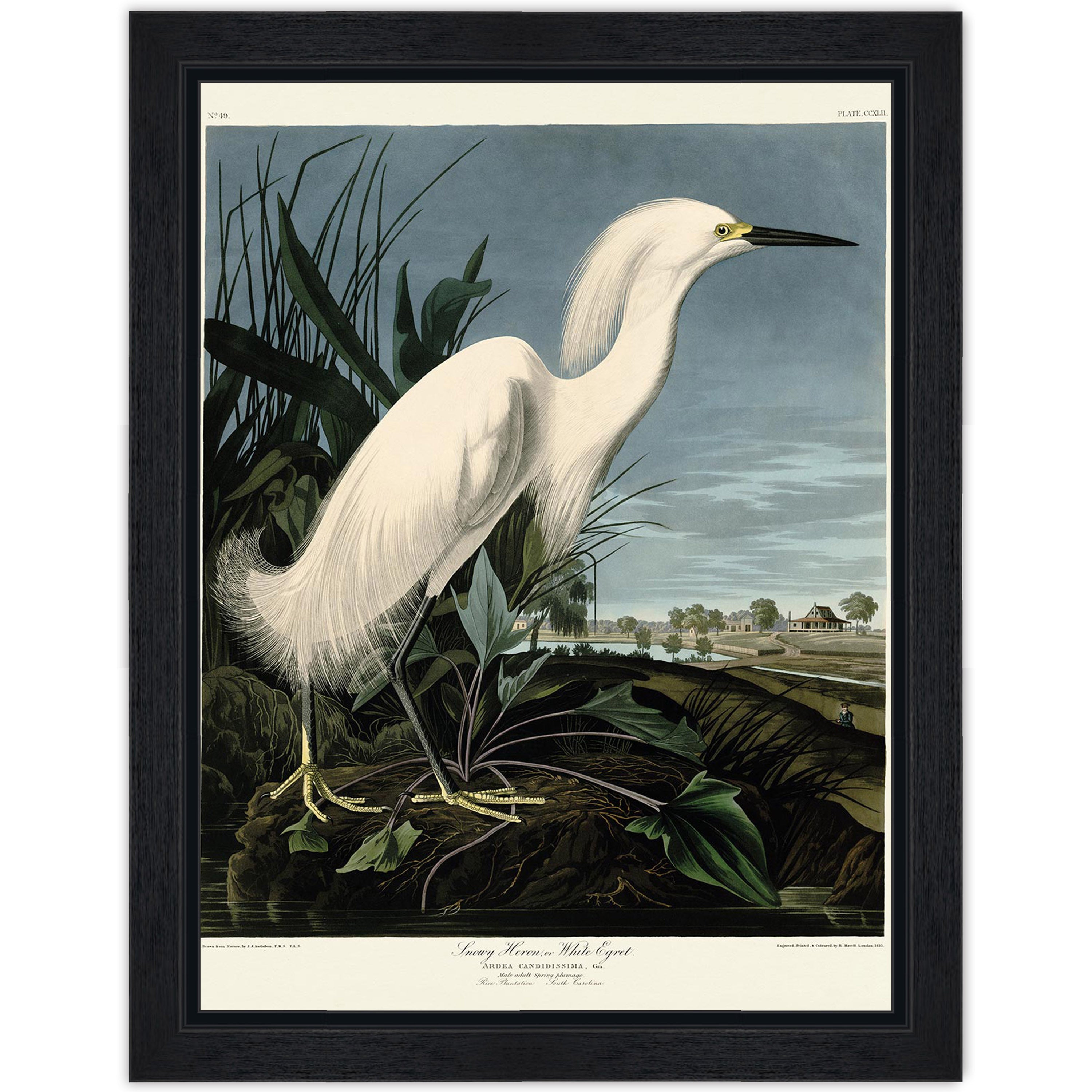 Snowy Heron