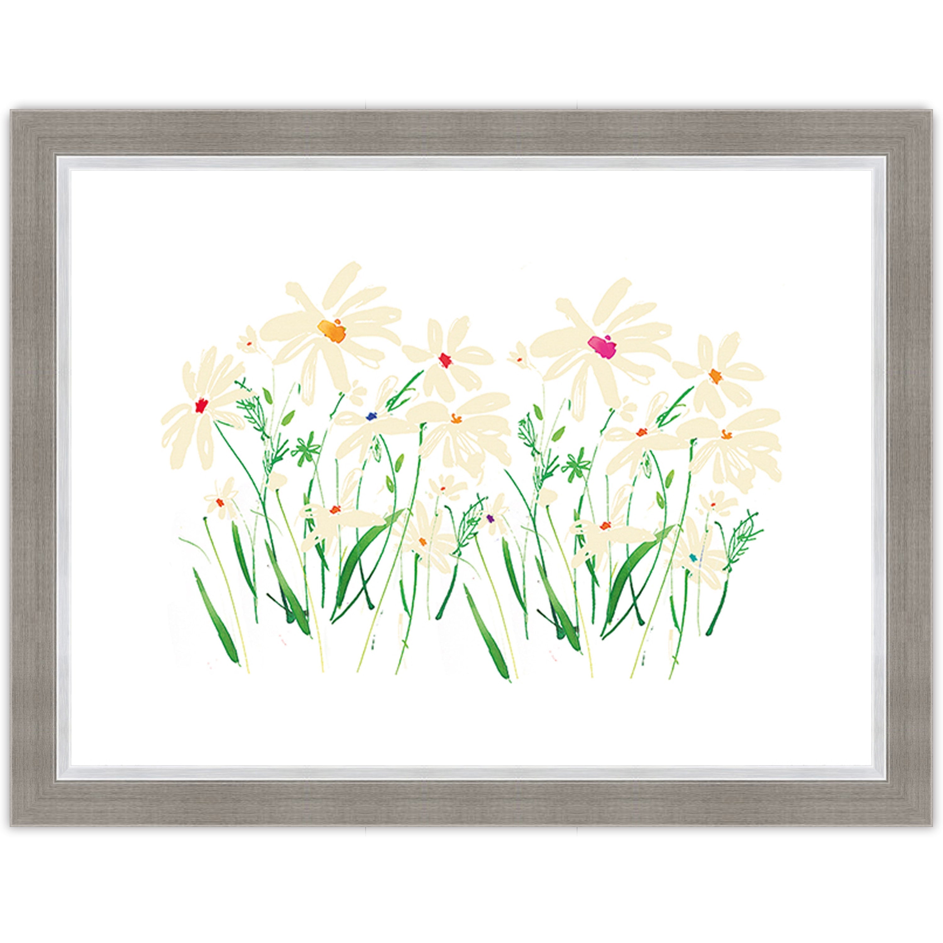 Marguerite Daisy