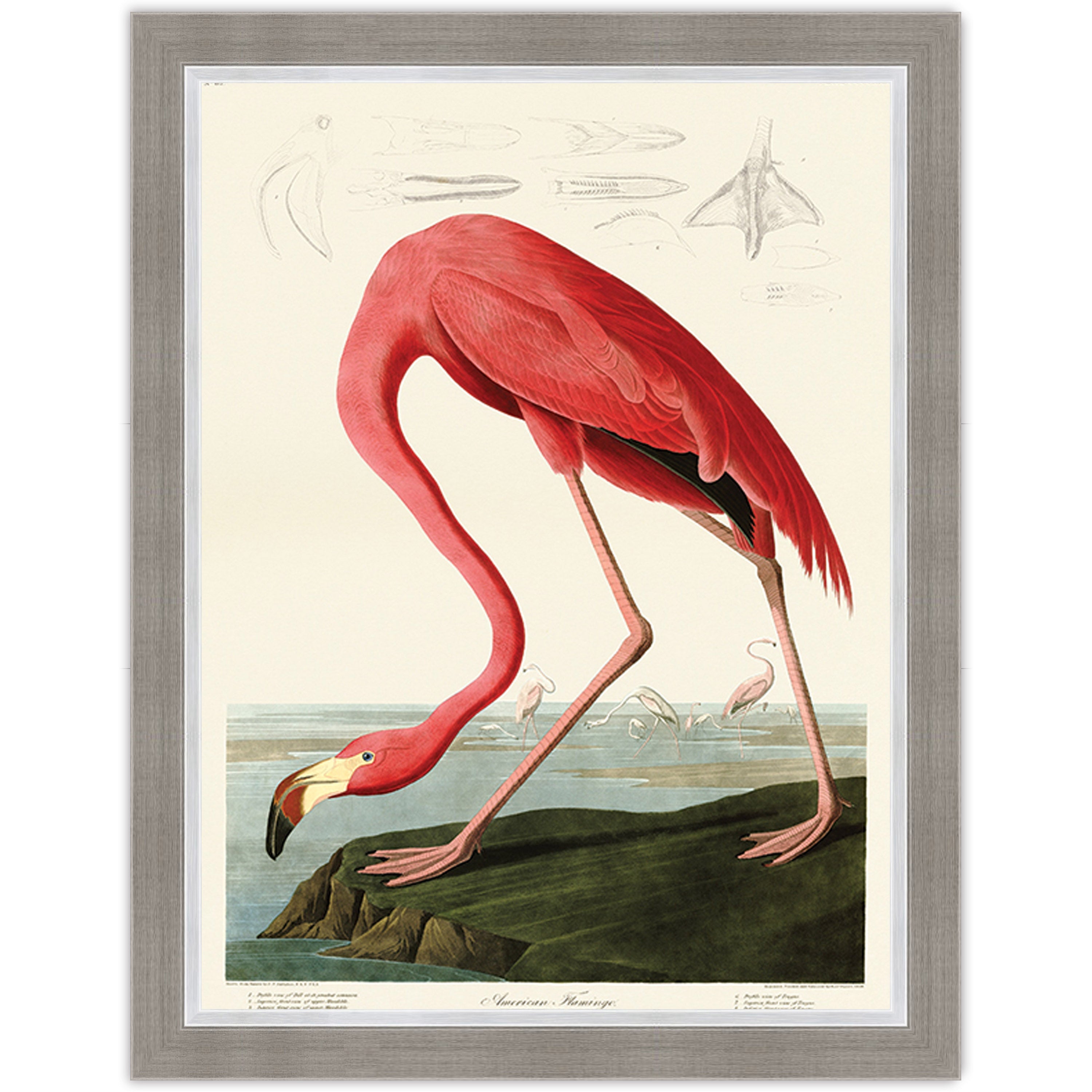 American Flamingo