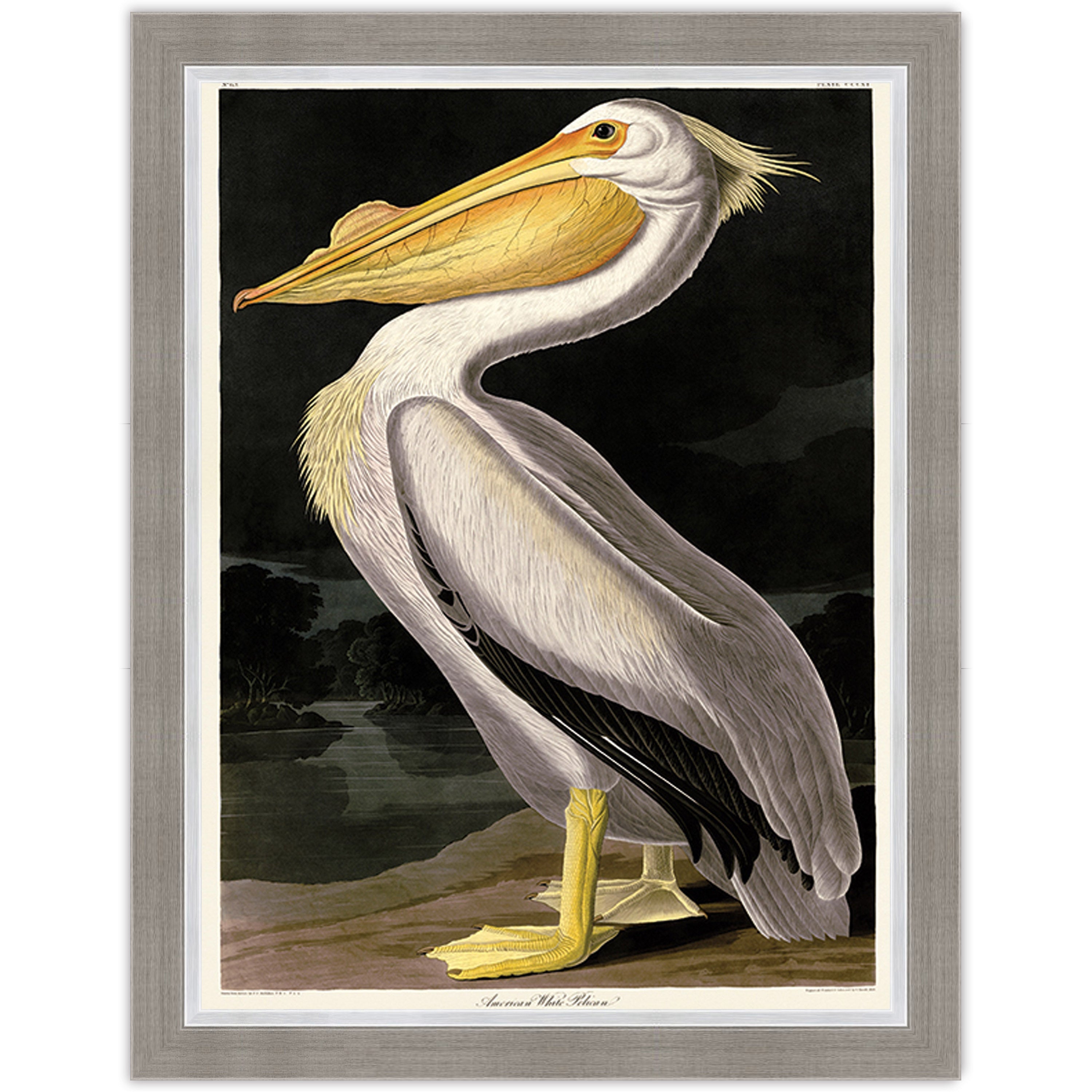 American White Pelican