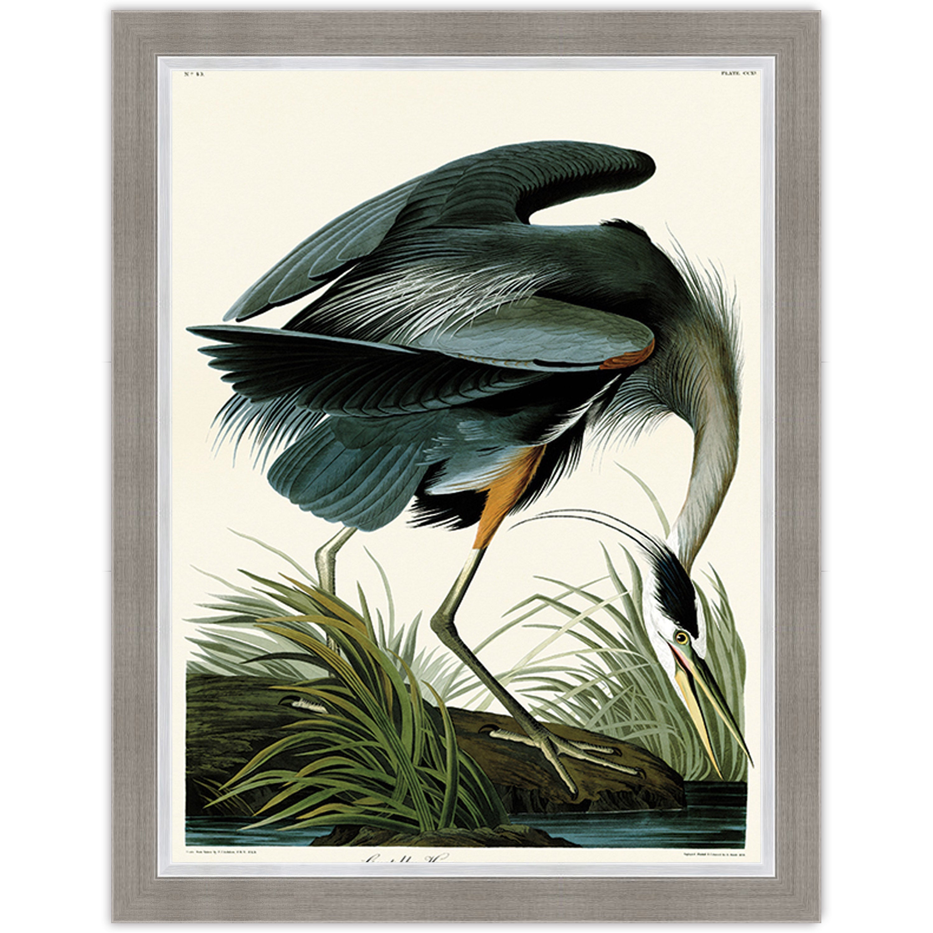 Great Blue Heron