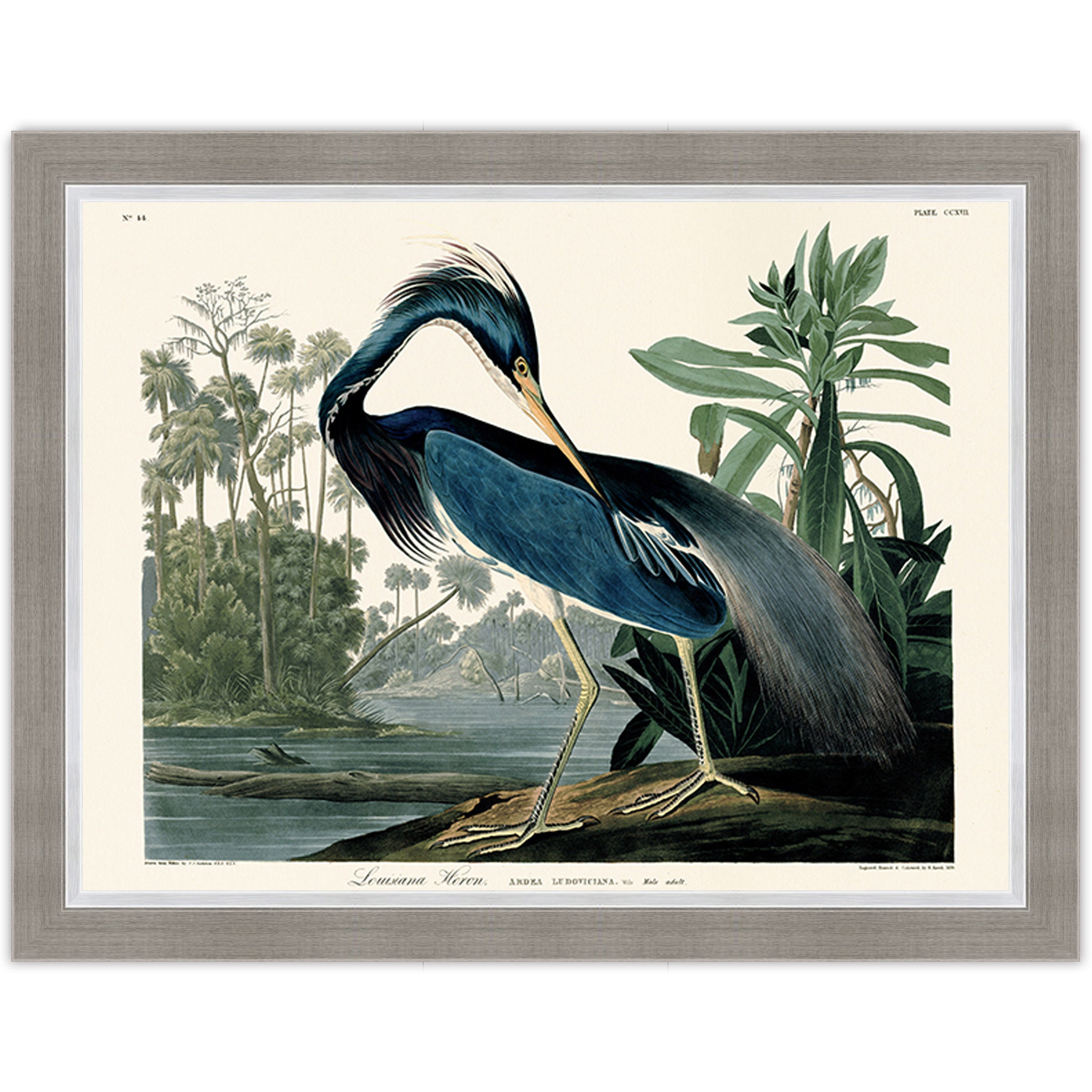 Louisiana Heron