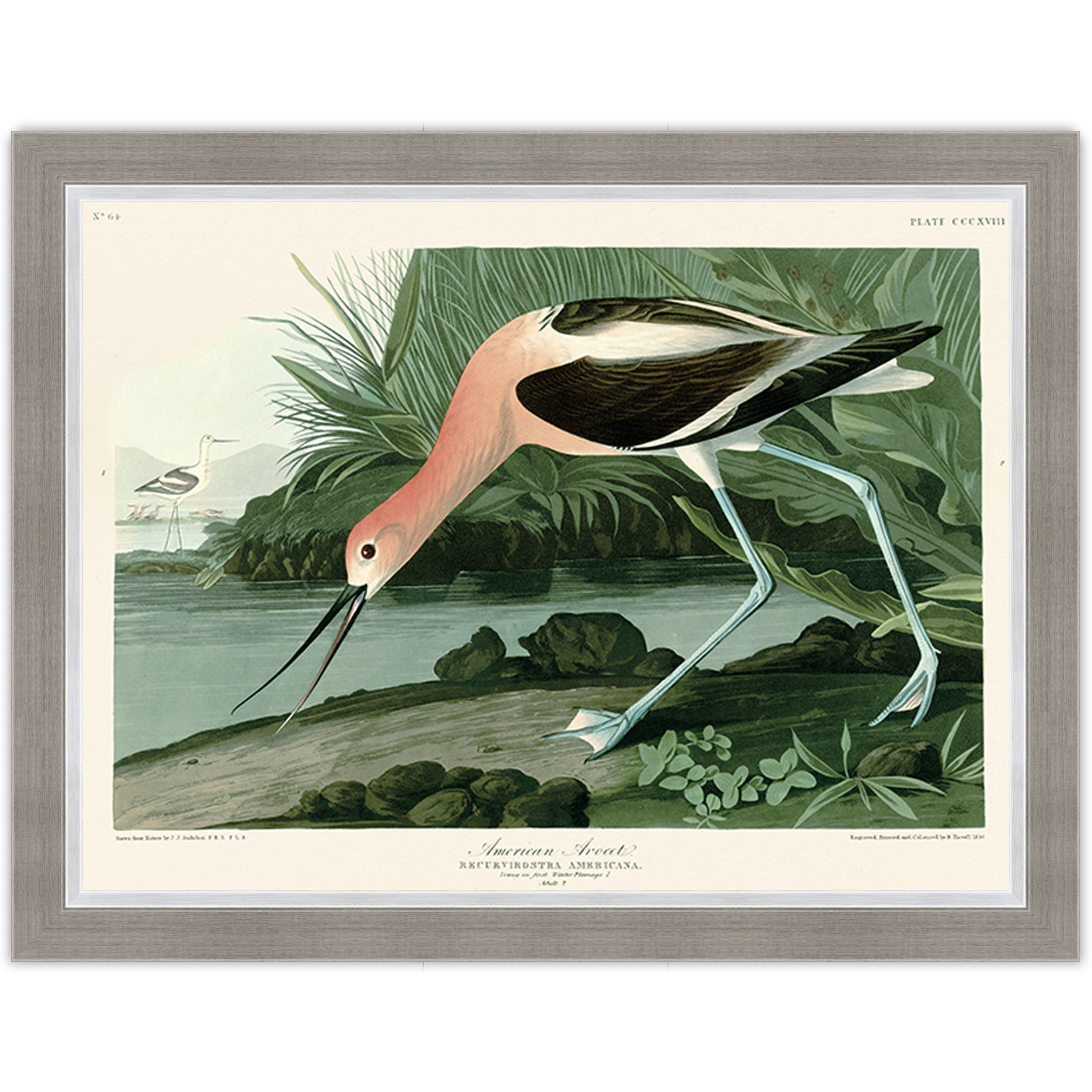 American Avocet