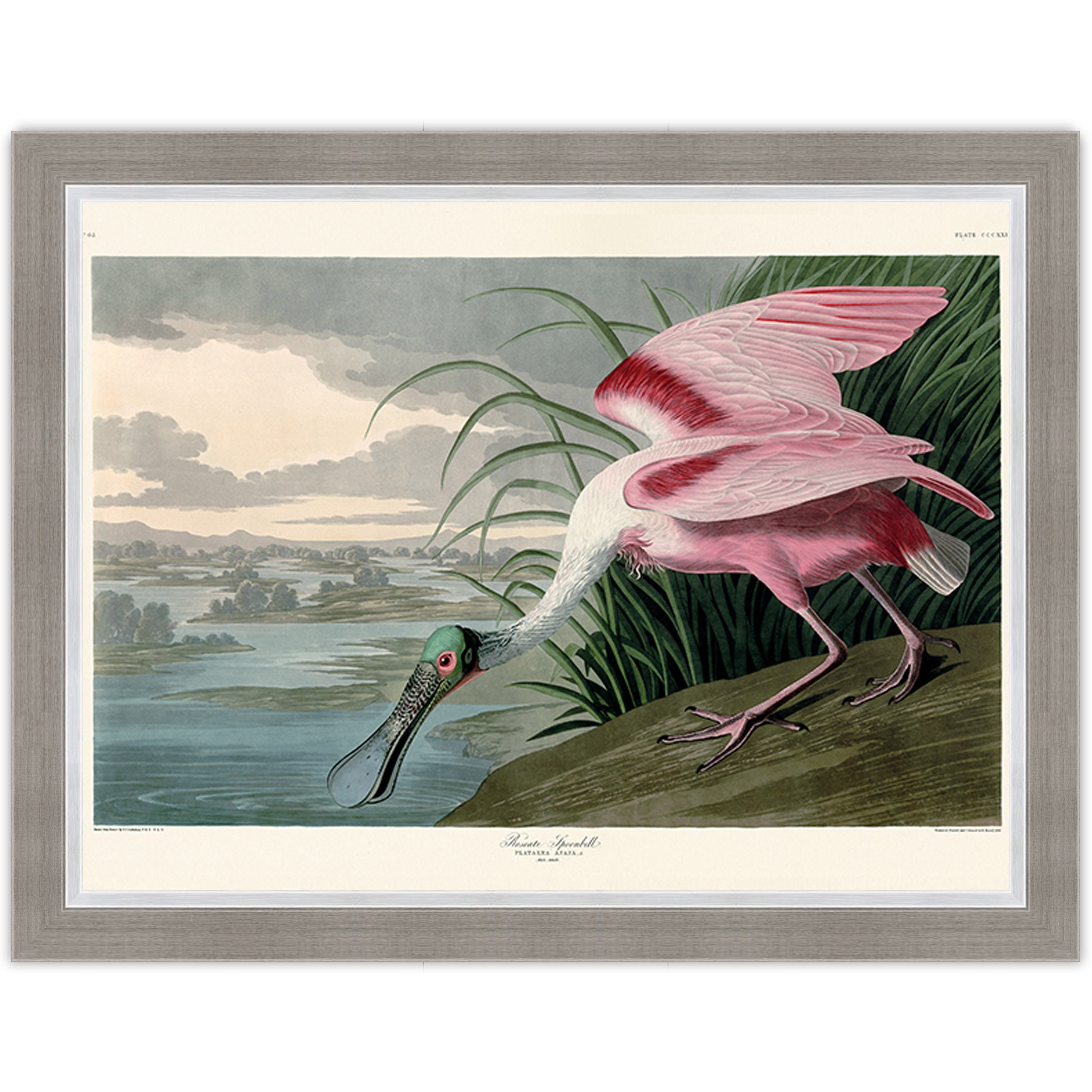 Roseate Spoonbill