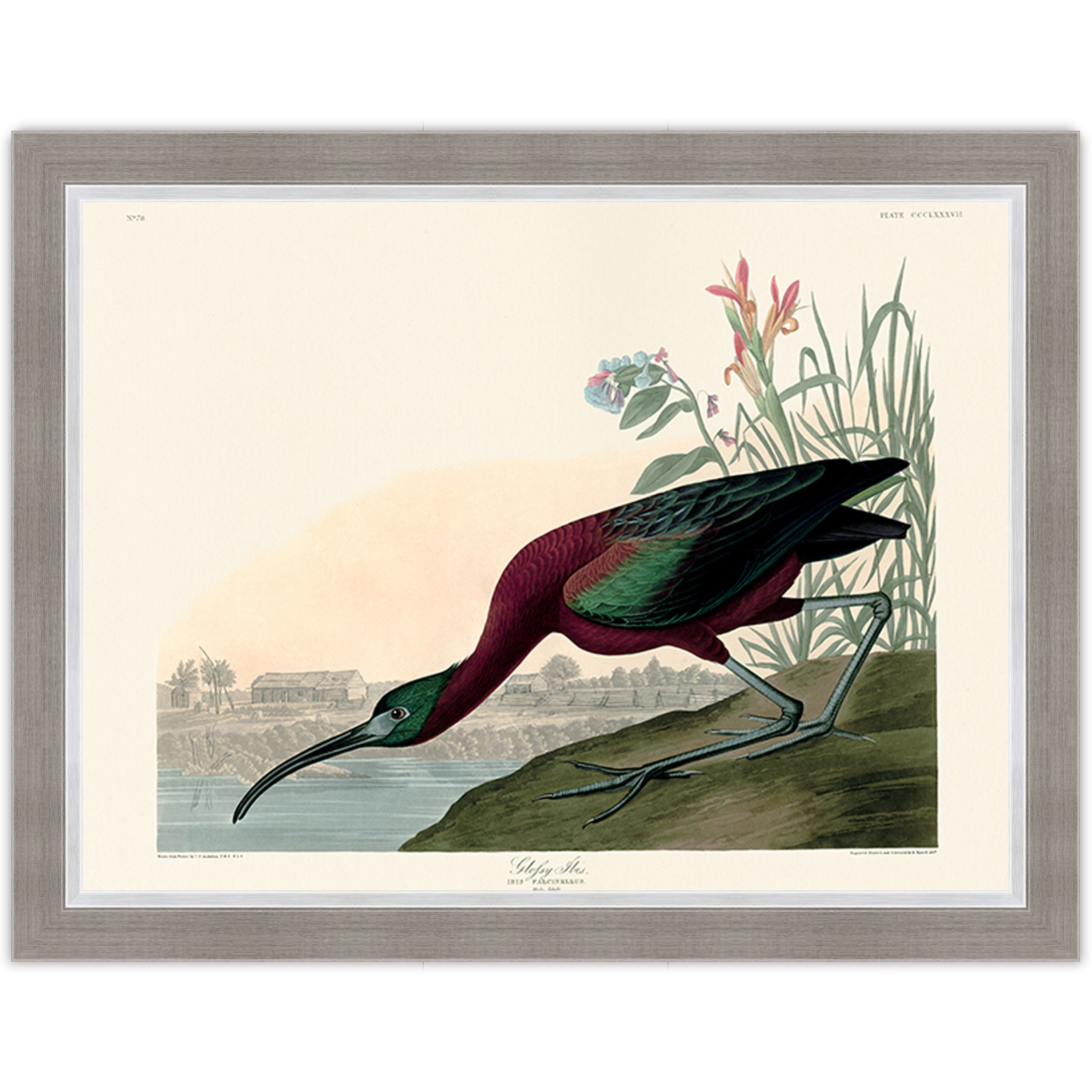 Glossy Ibis
