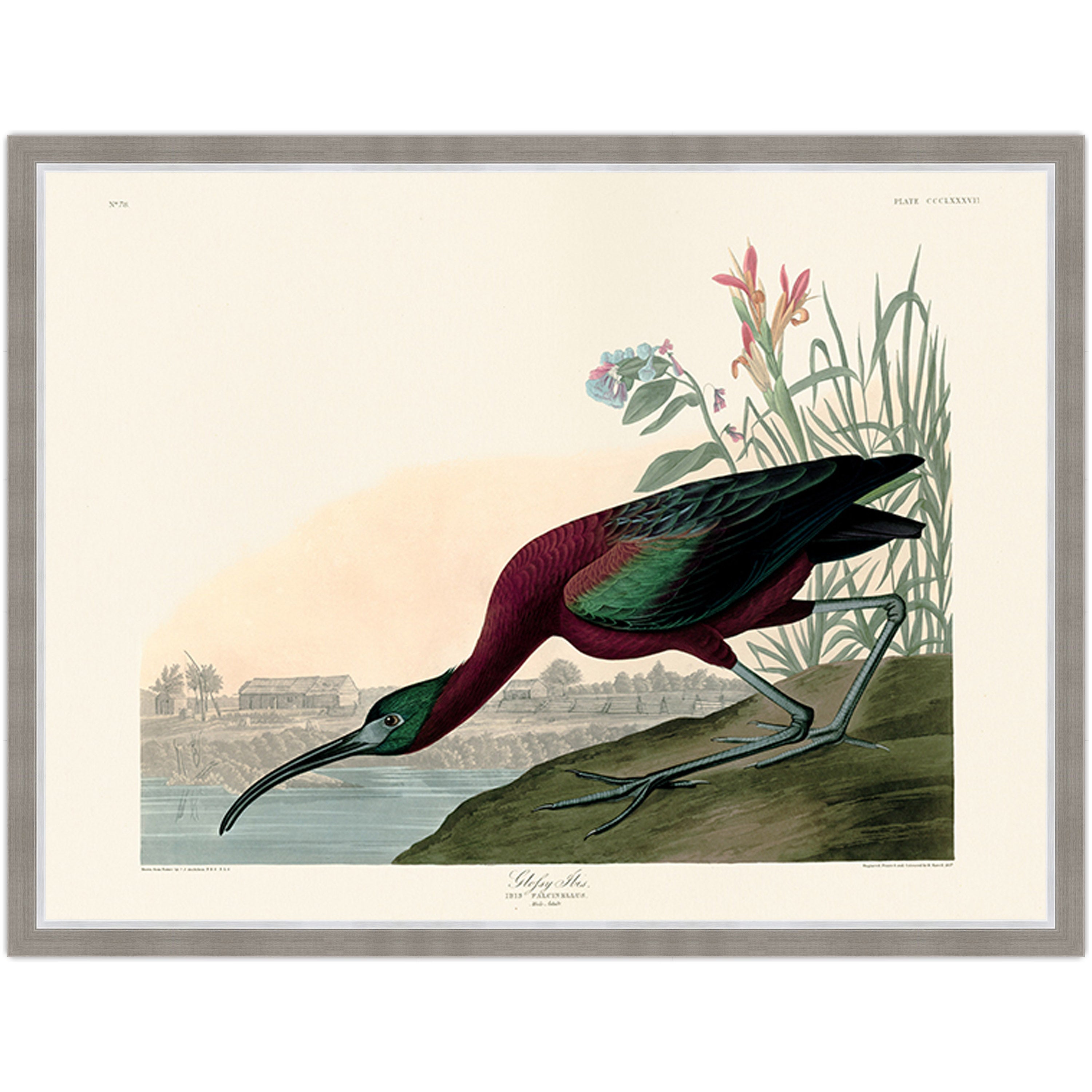 Glossy Ibis