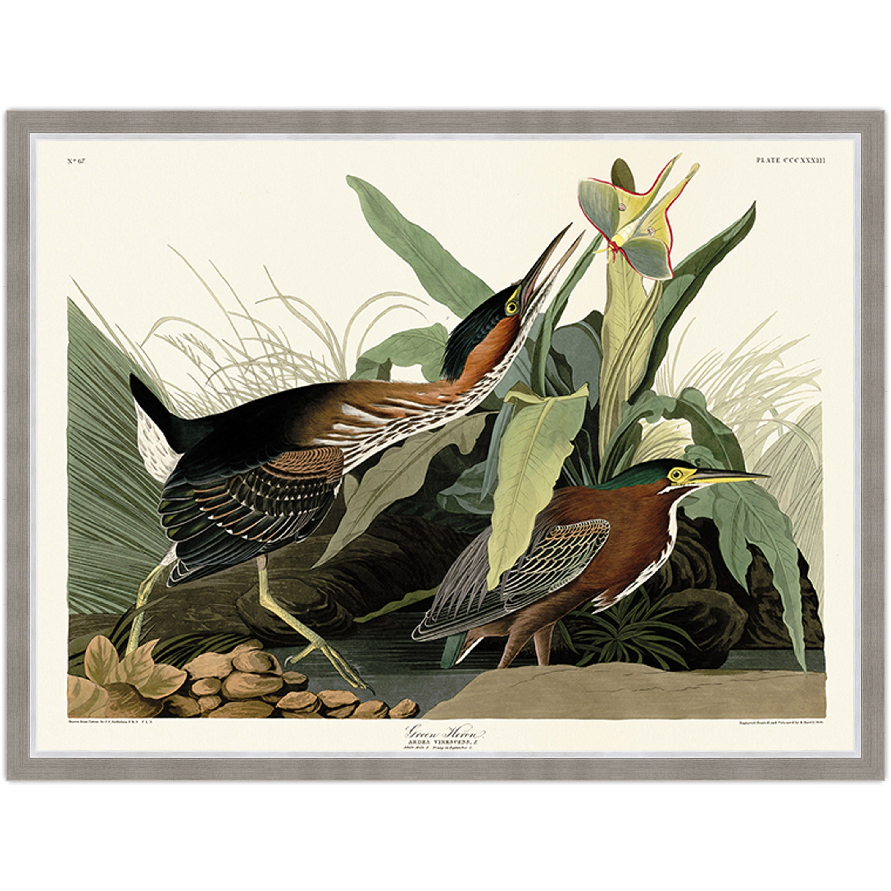 Green Heron