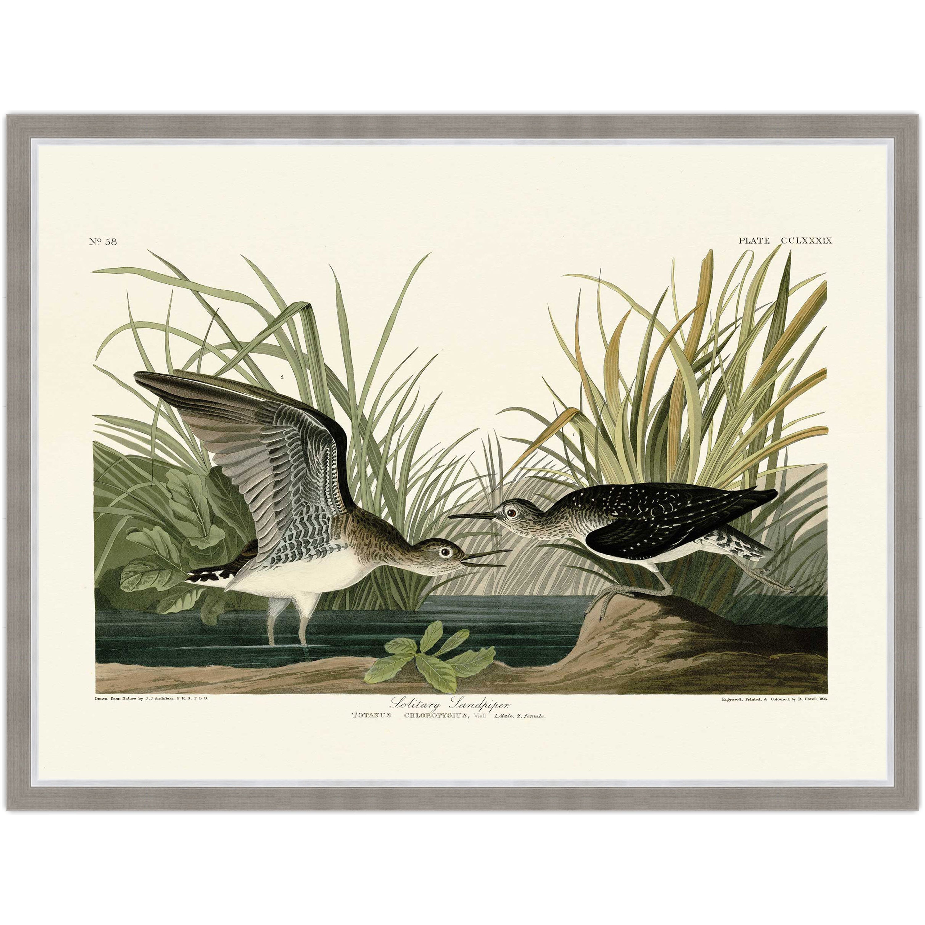 Solitary Sandpiper