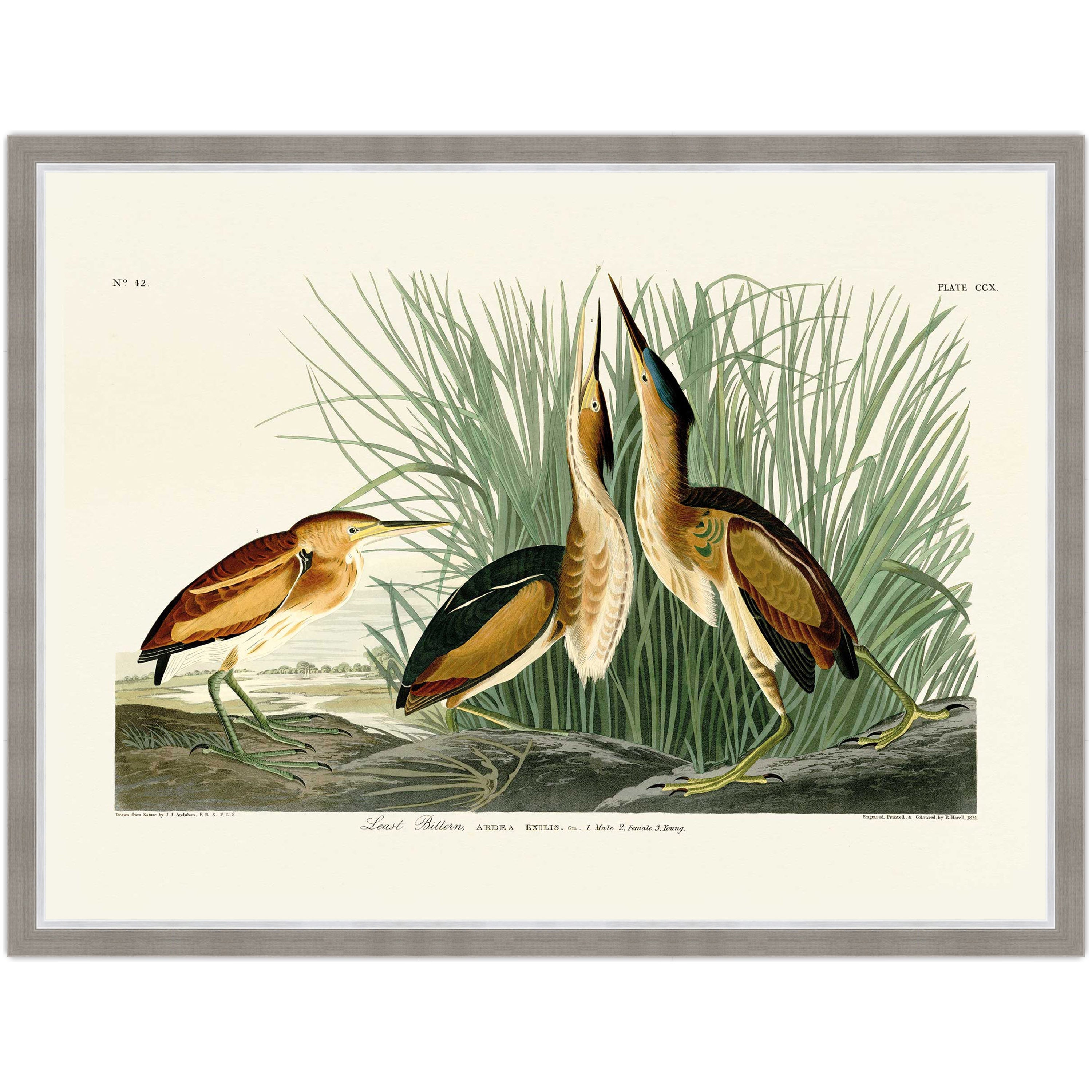 Least Bittern