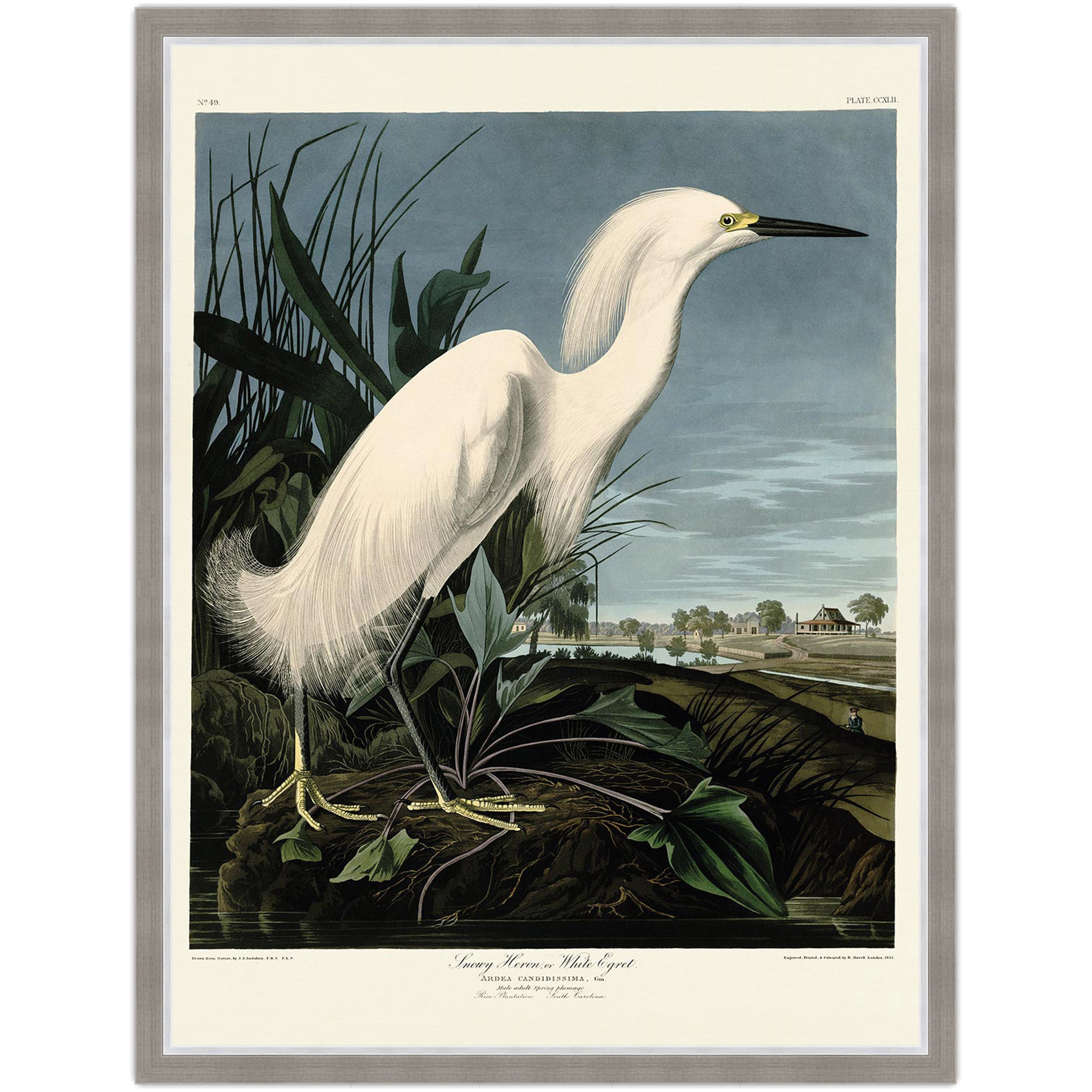Snowy Heron