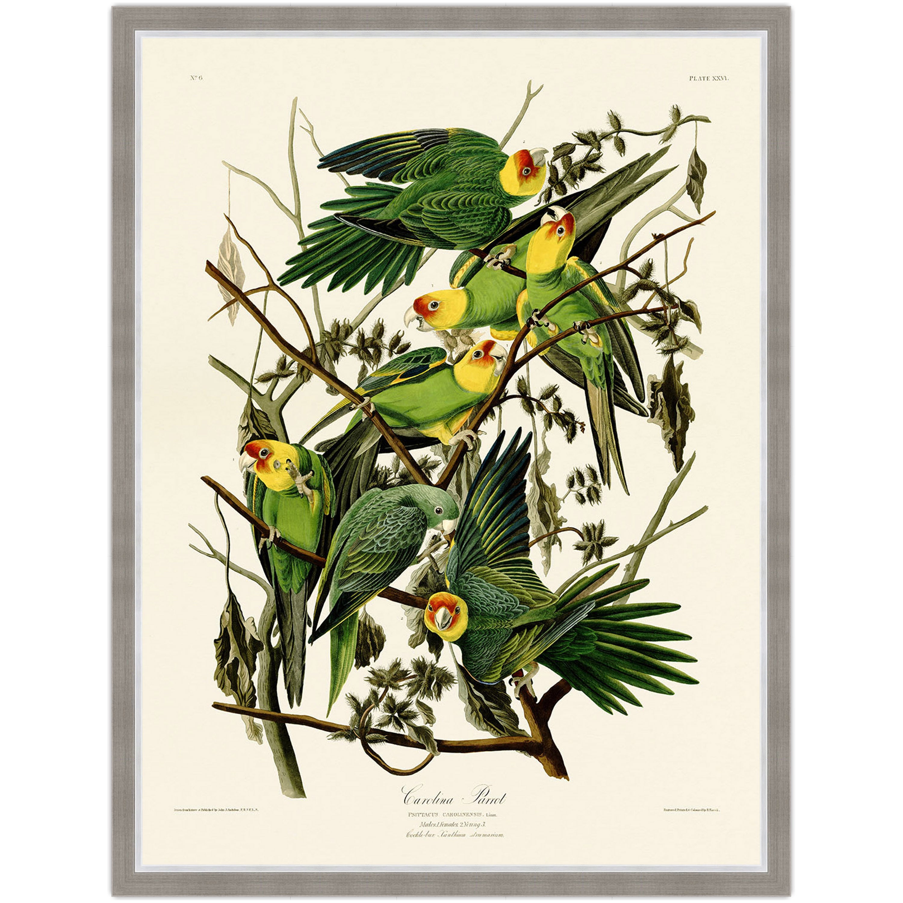 Carolina Parrot