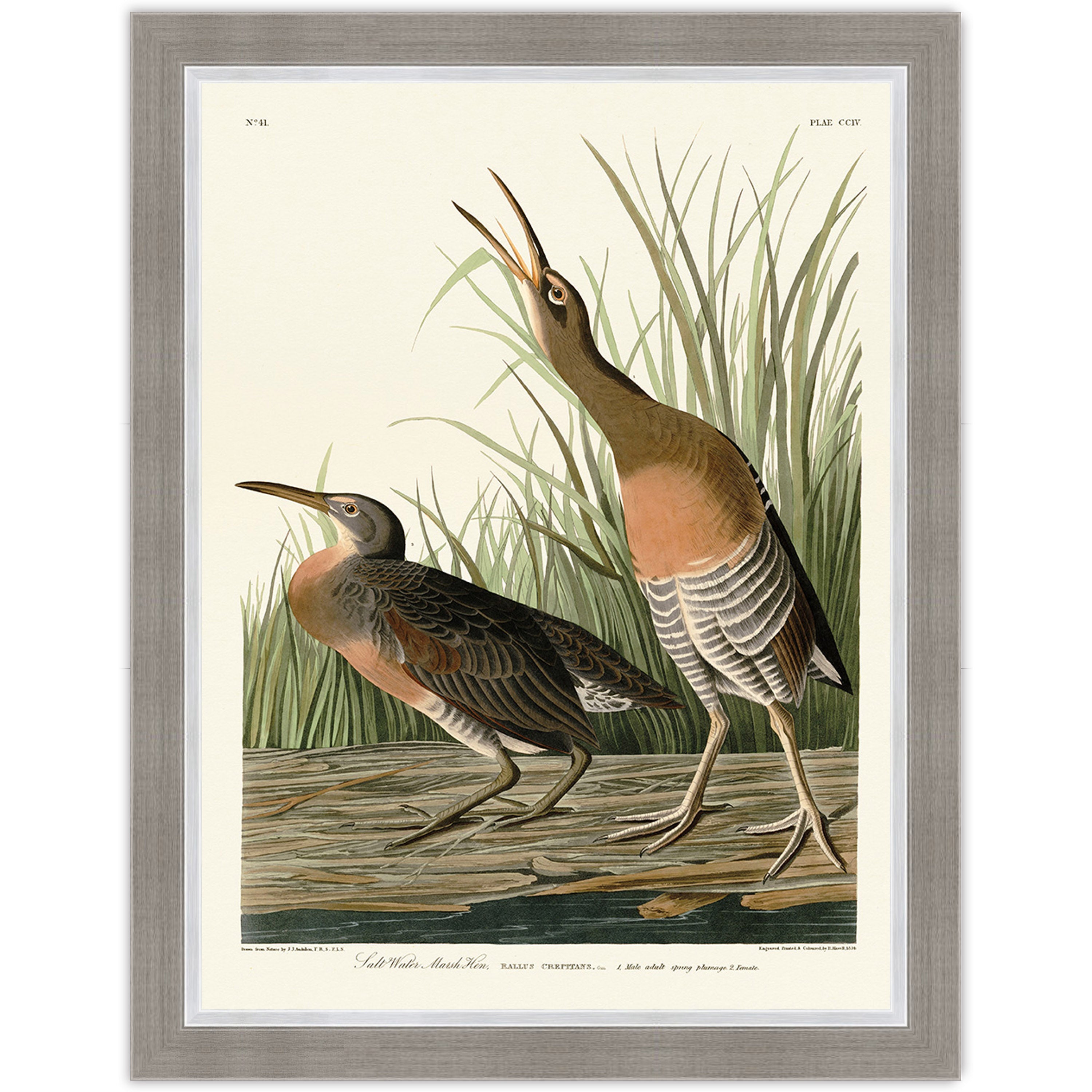 Salt Water Marsh Hen