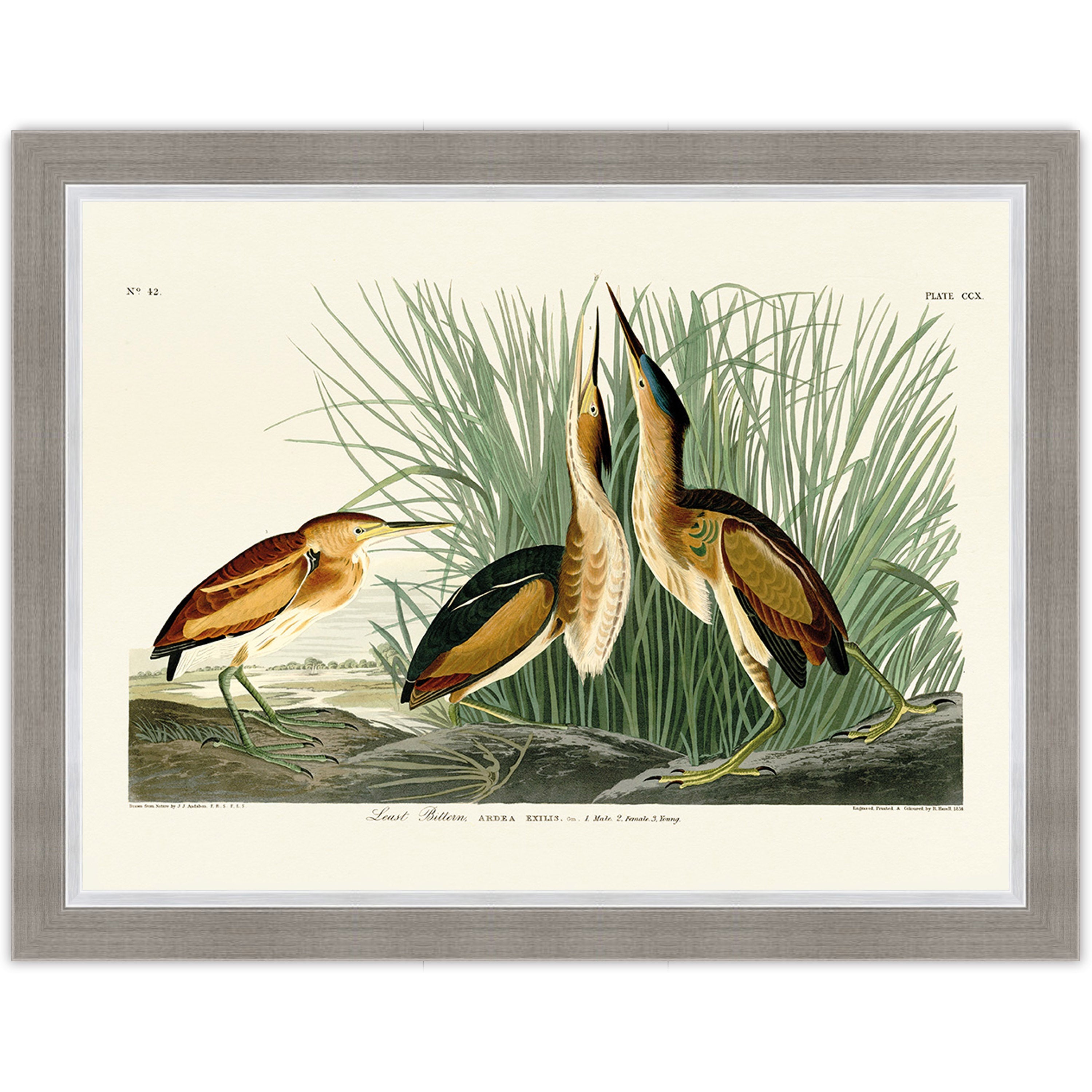 Least Bittern