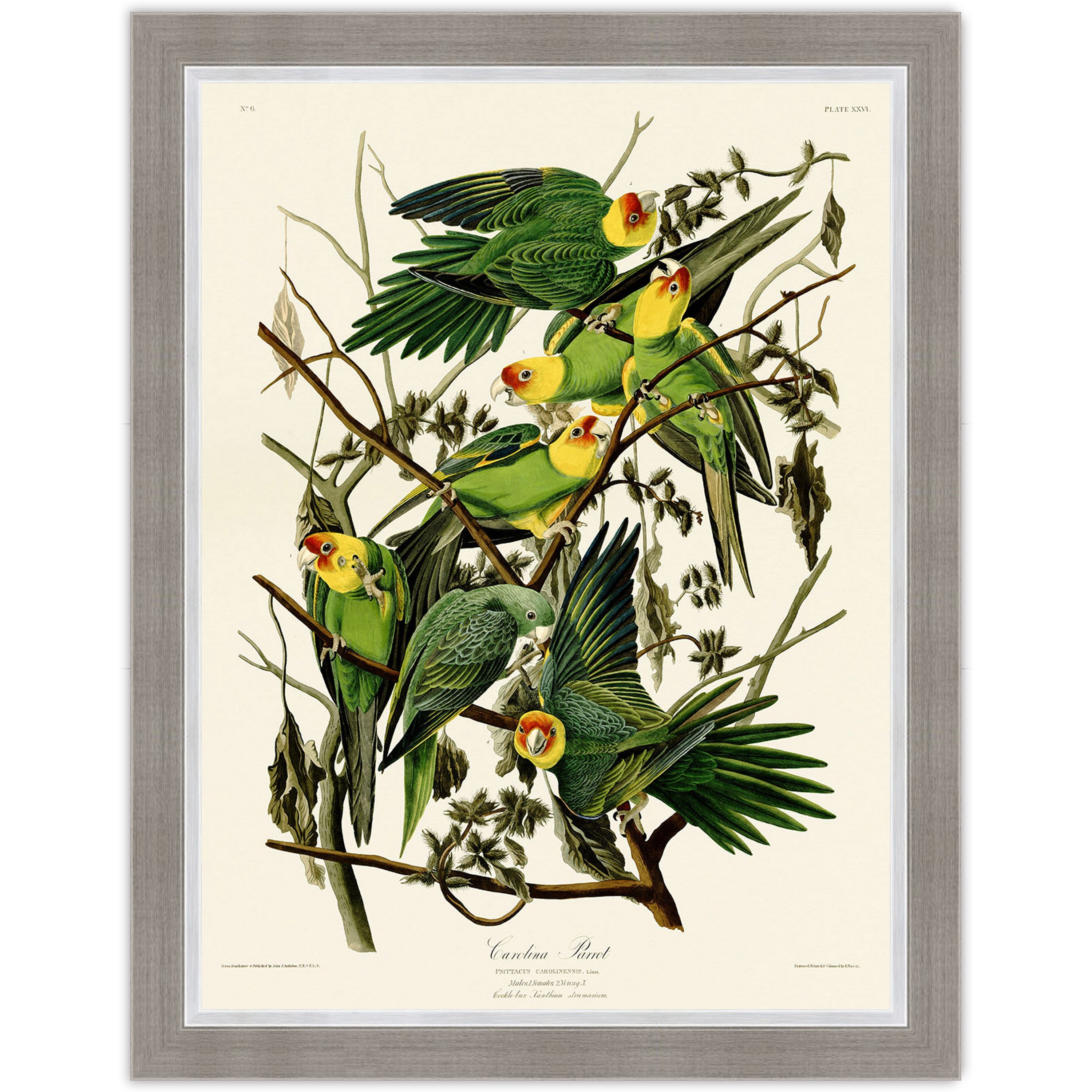 Carolina Parrot