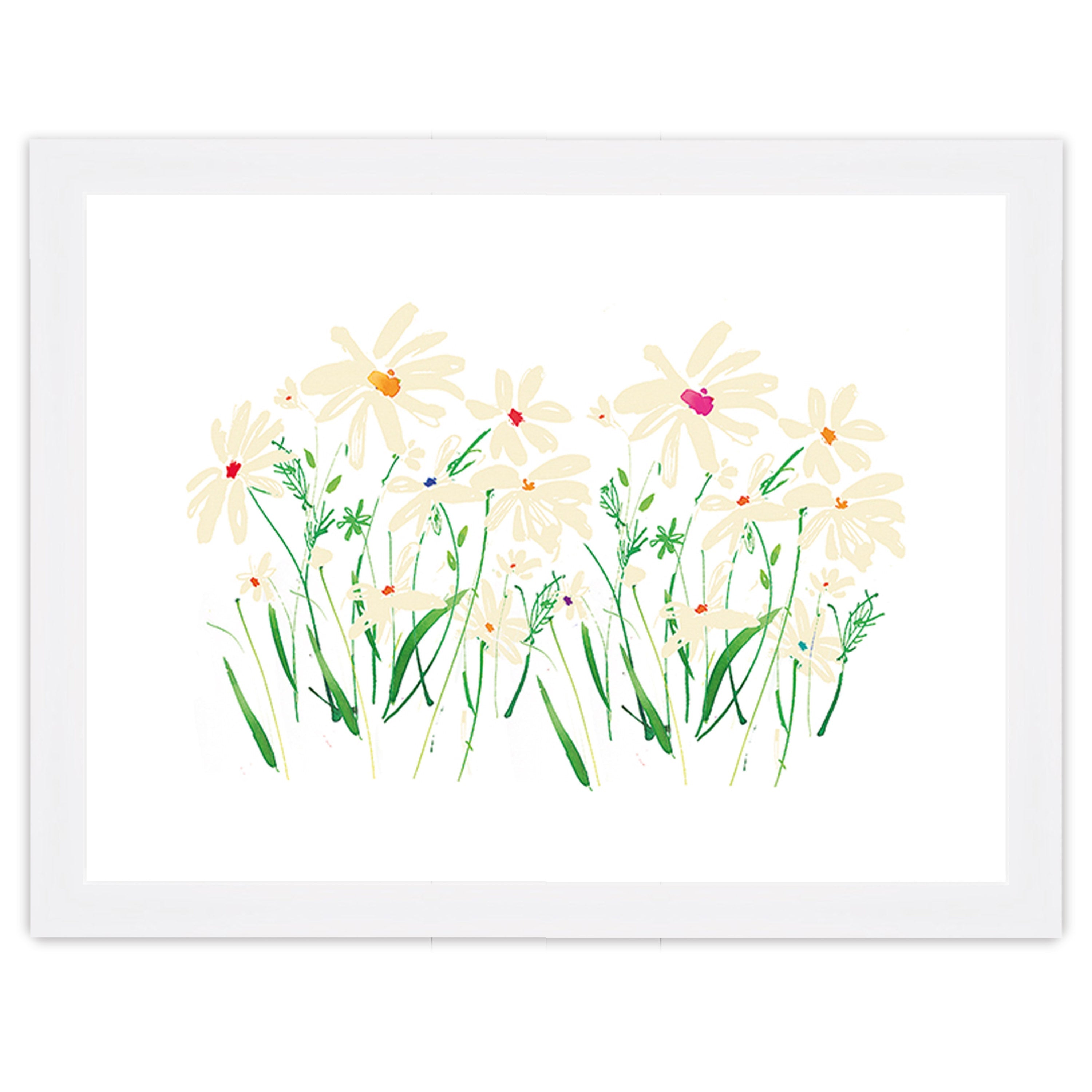 Marguerite Daisy
