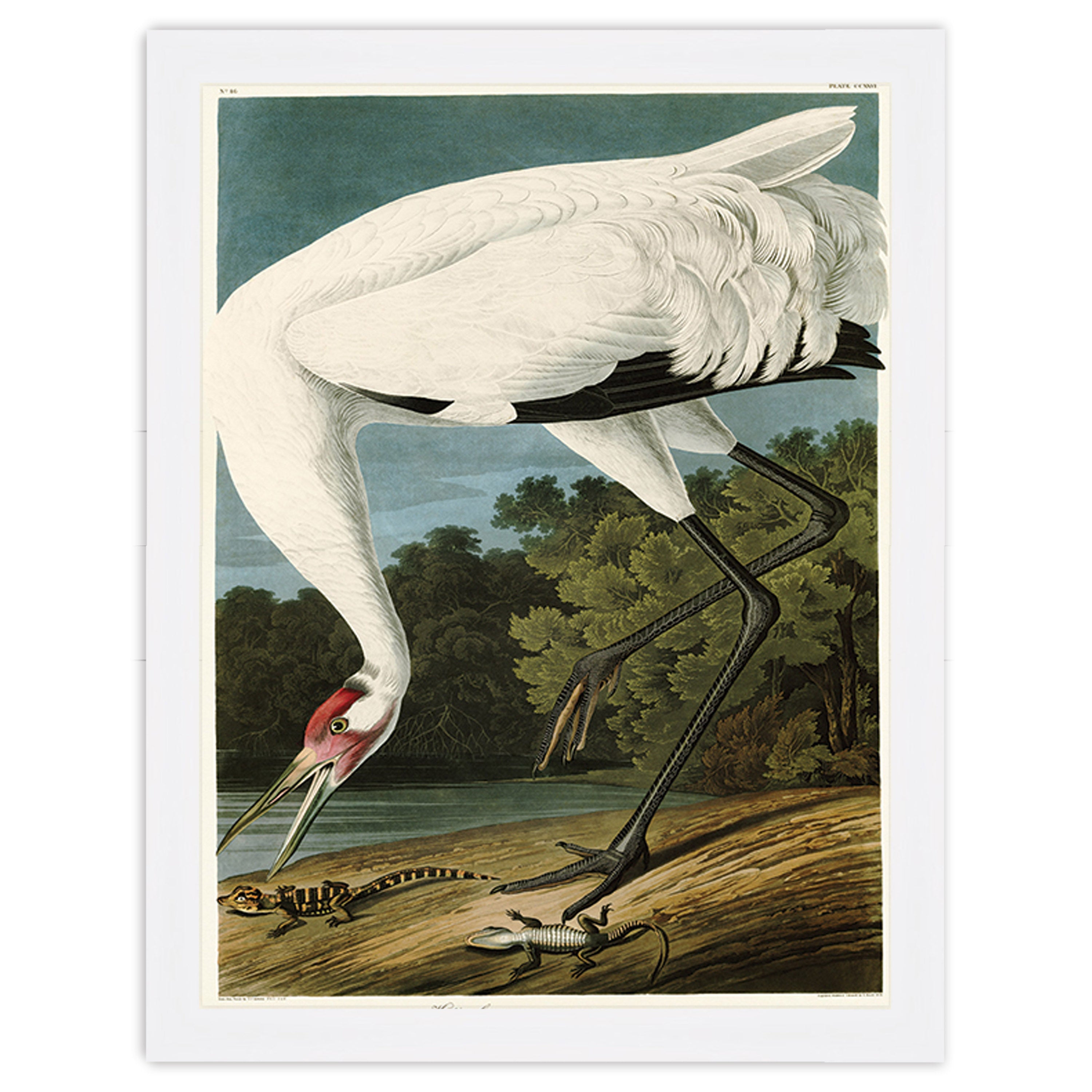 Hooping Crane