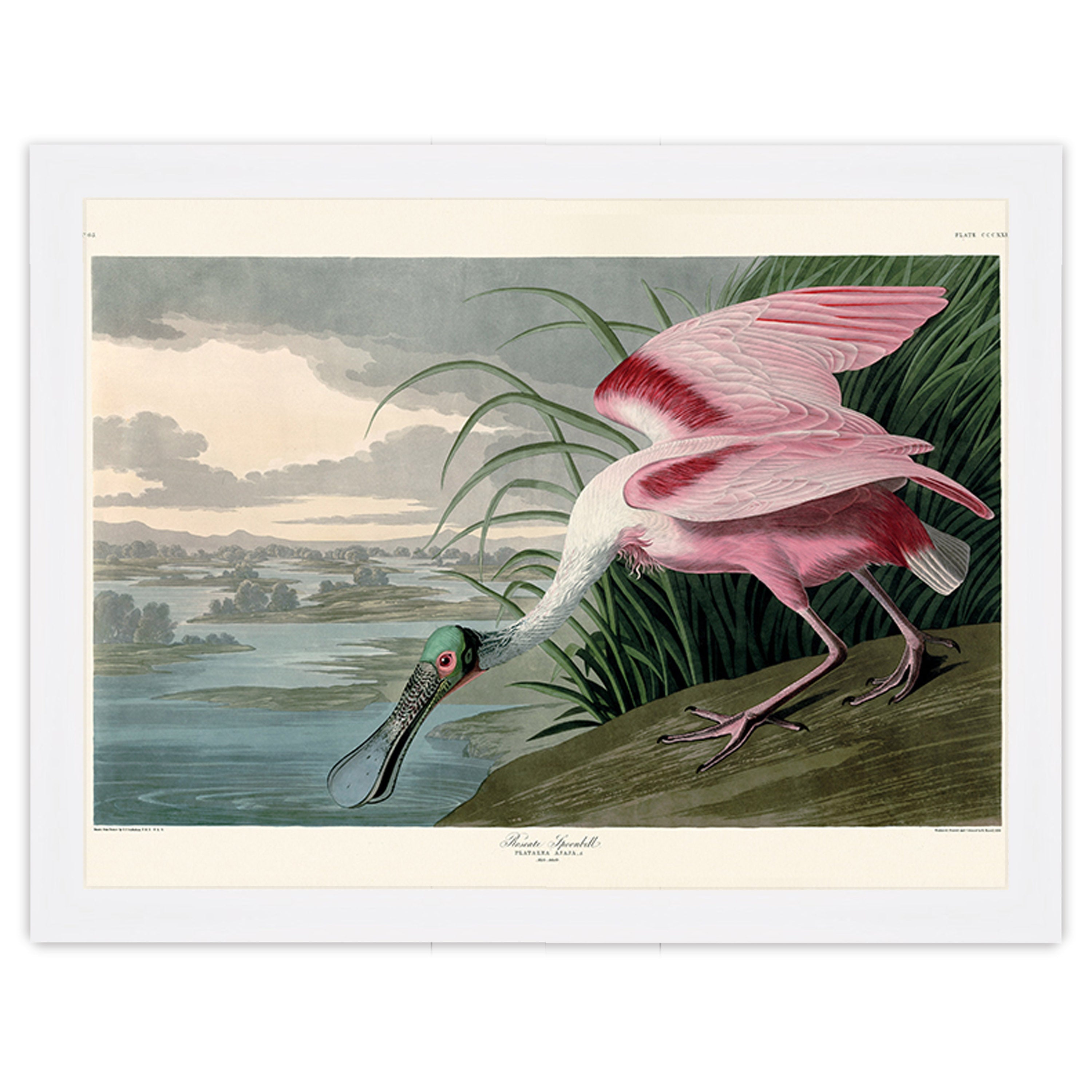 Roseate Spoonbill