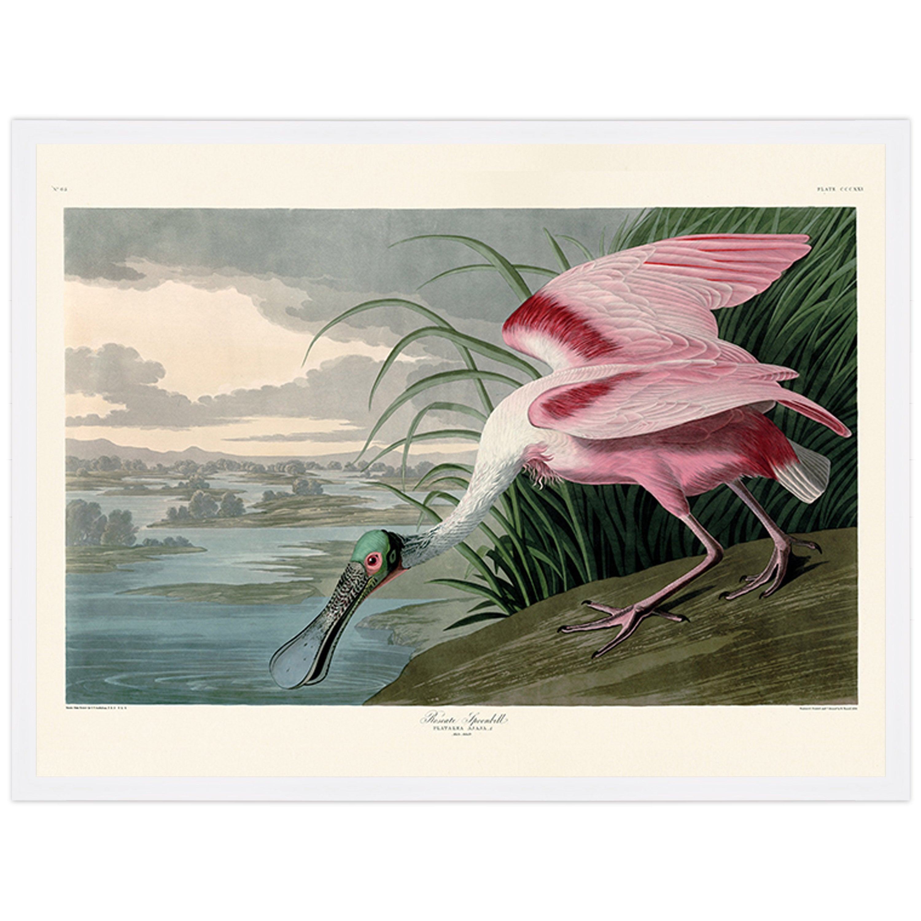 Roseate Spoonbill