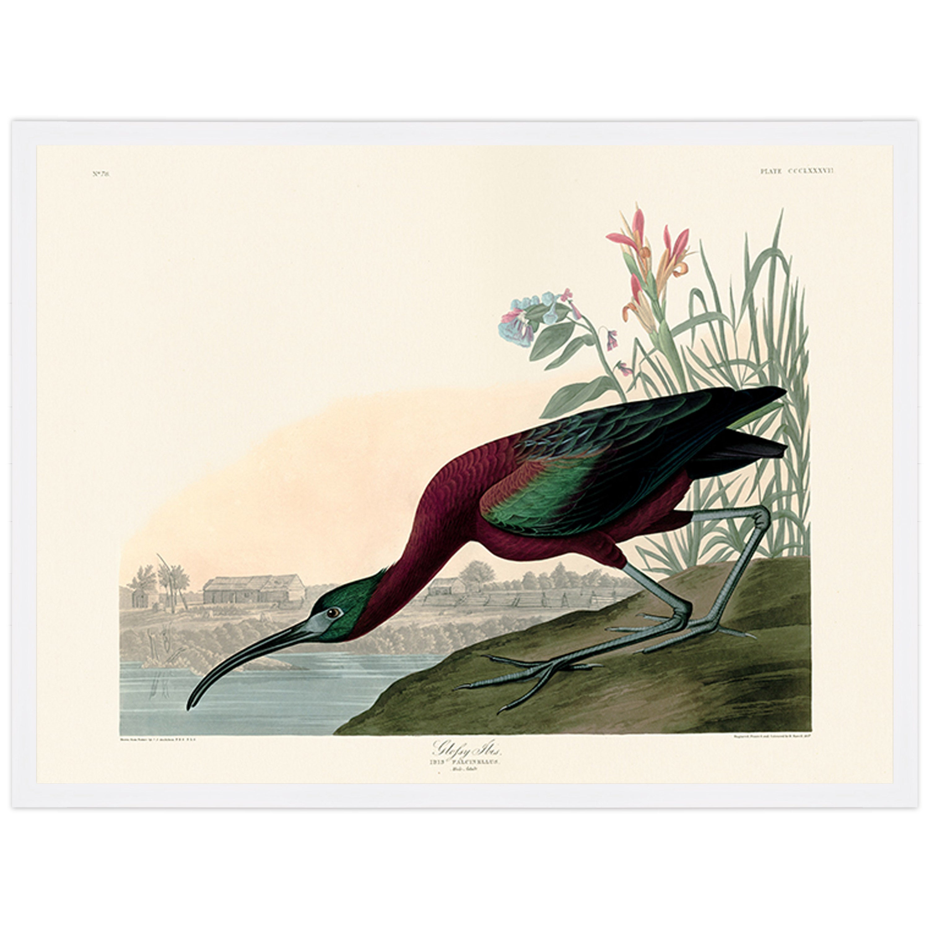 Glossy Ibis