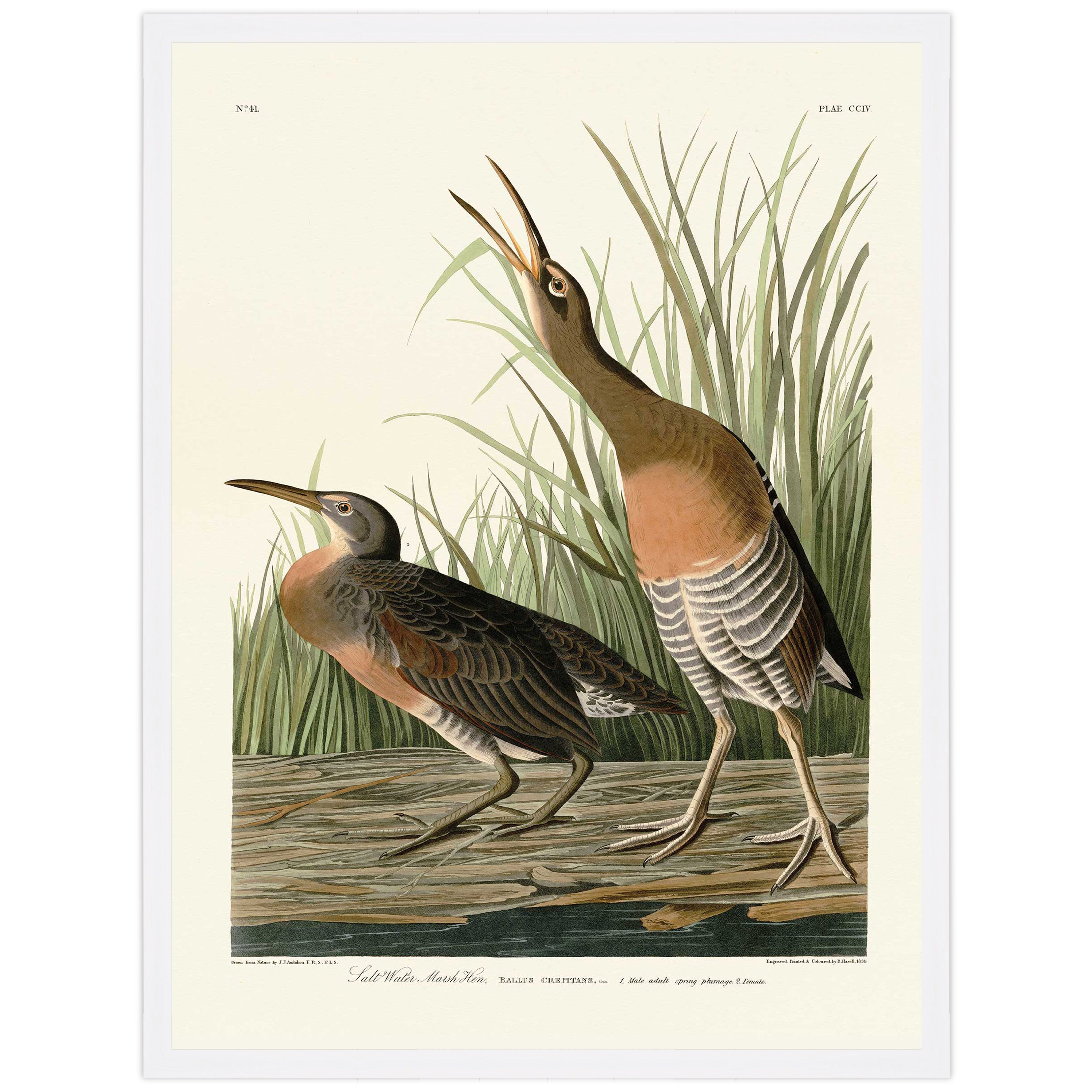 Salt Water Marsh Hen
