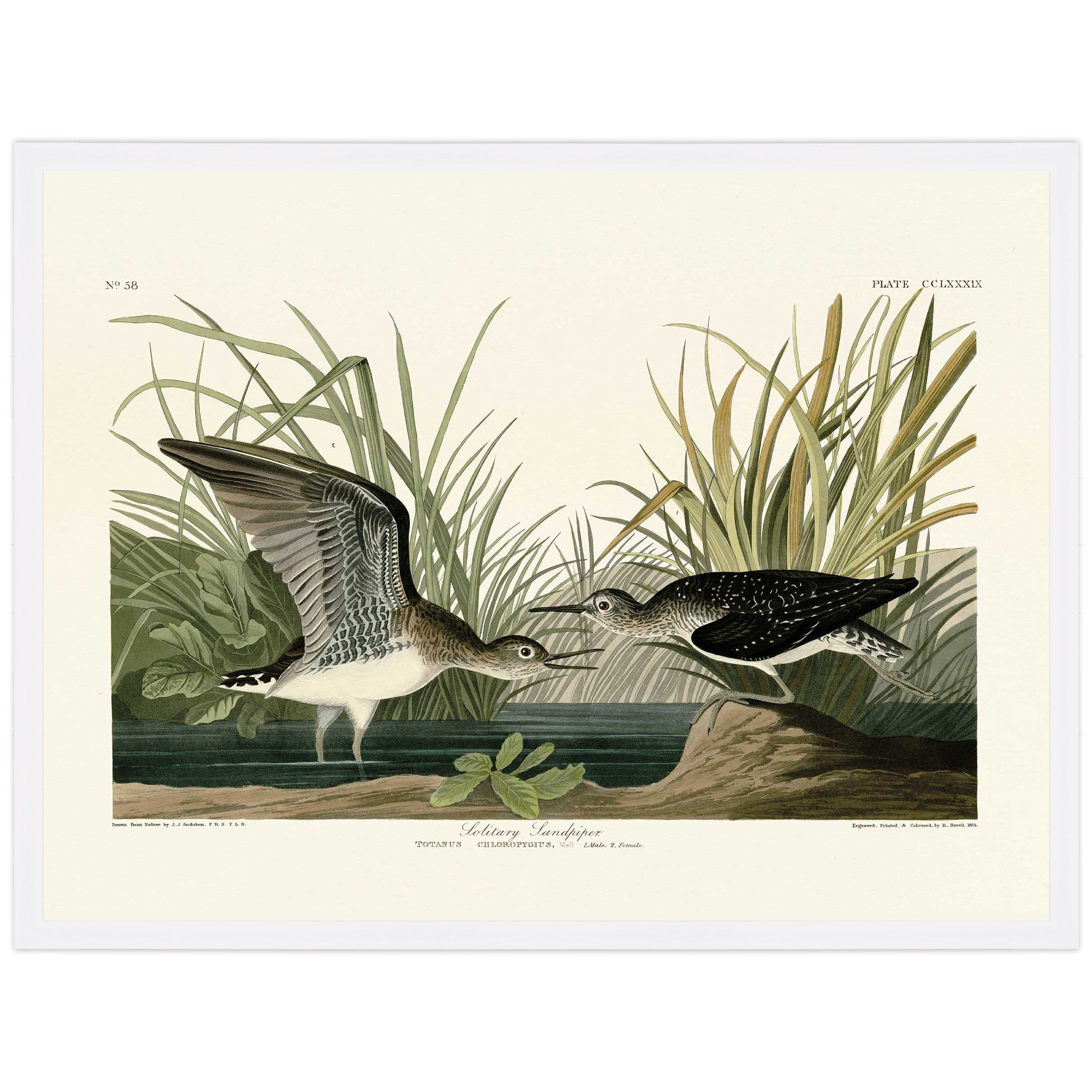 Solitary Sandpiper