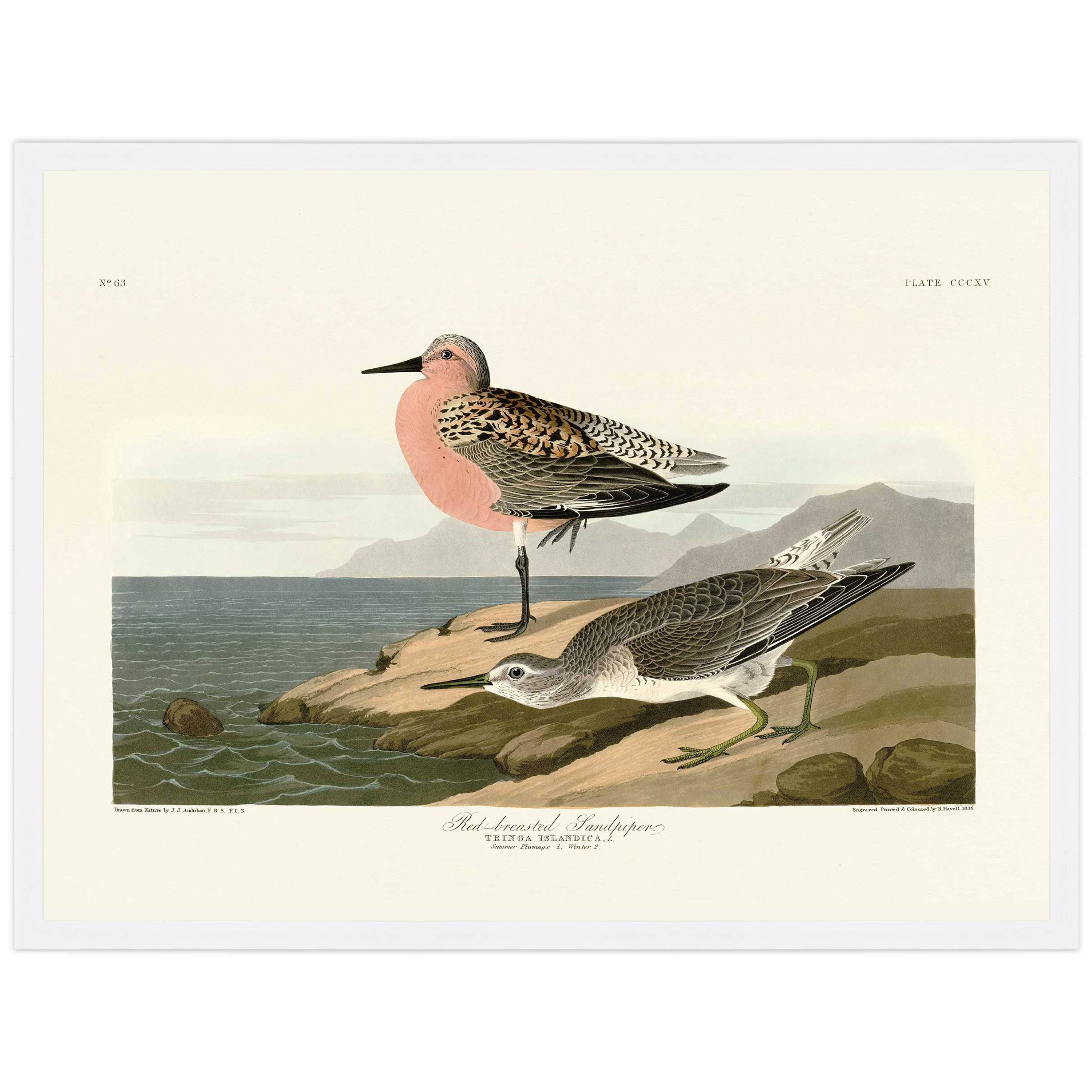 Red-breasted Sandpiper