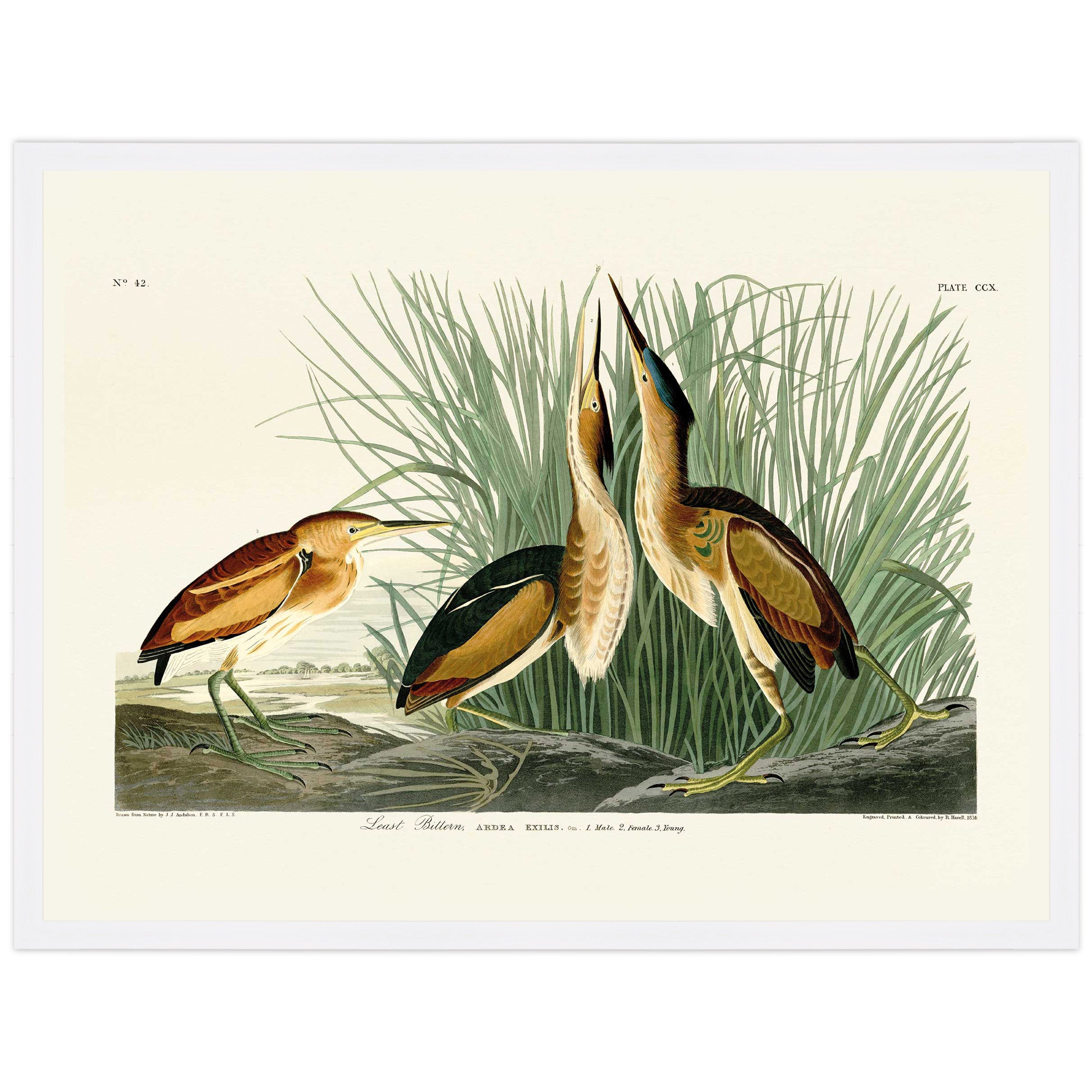 Least Bittern