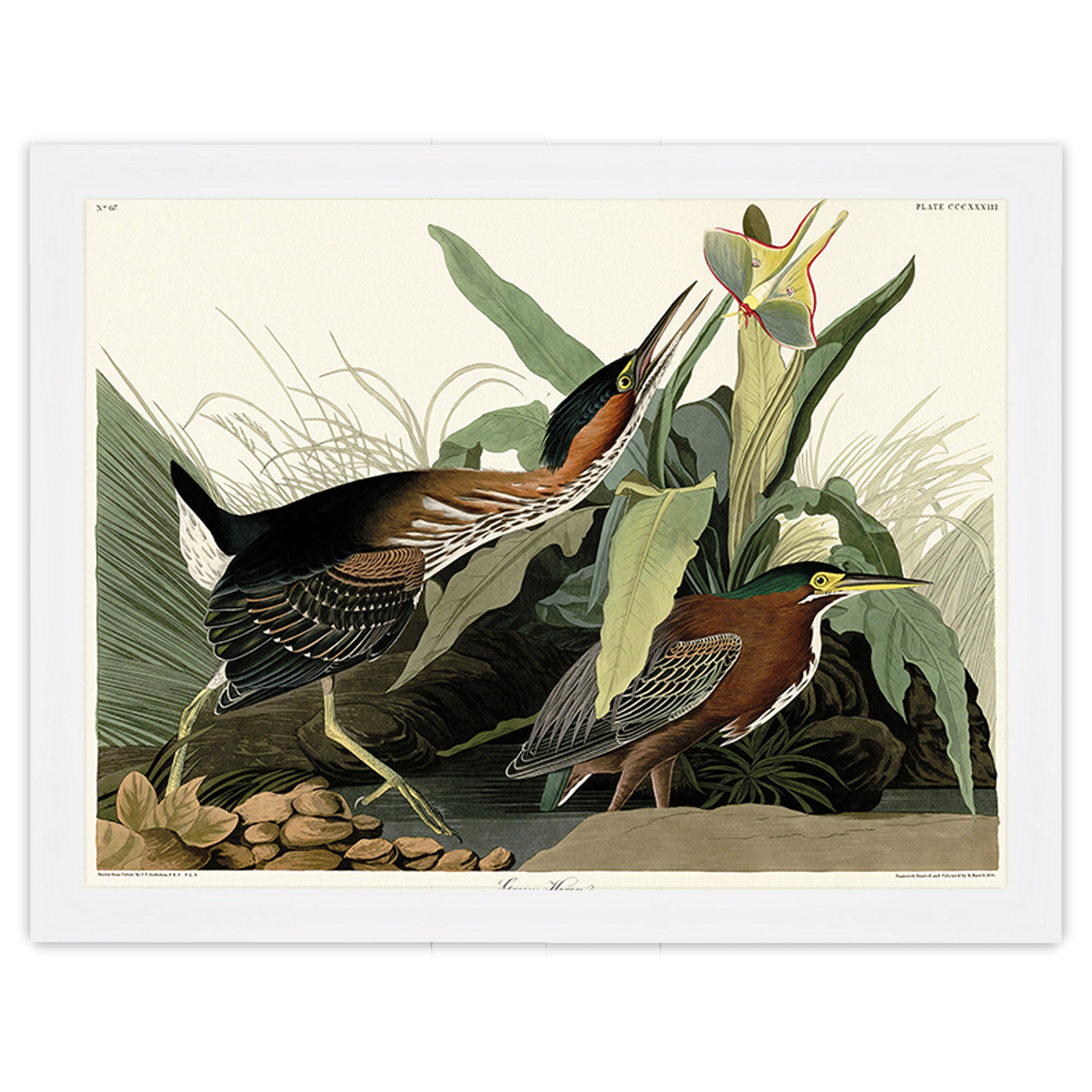 Green Heron