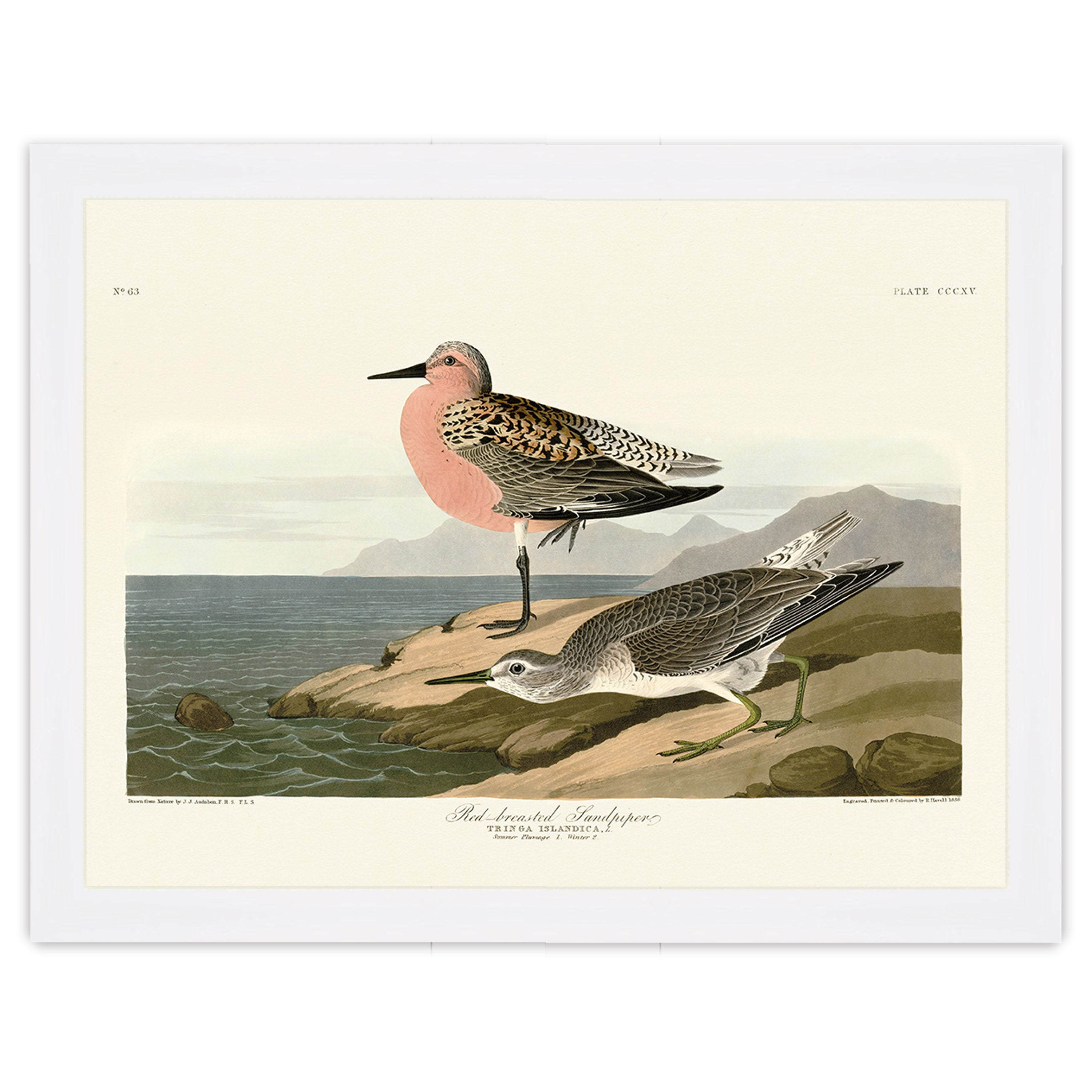 Red-breasted Sandpiper